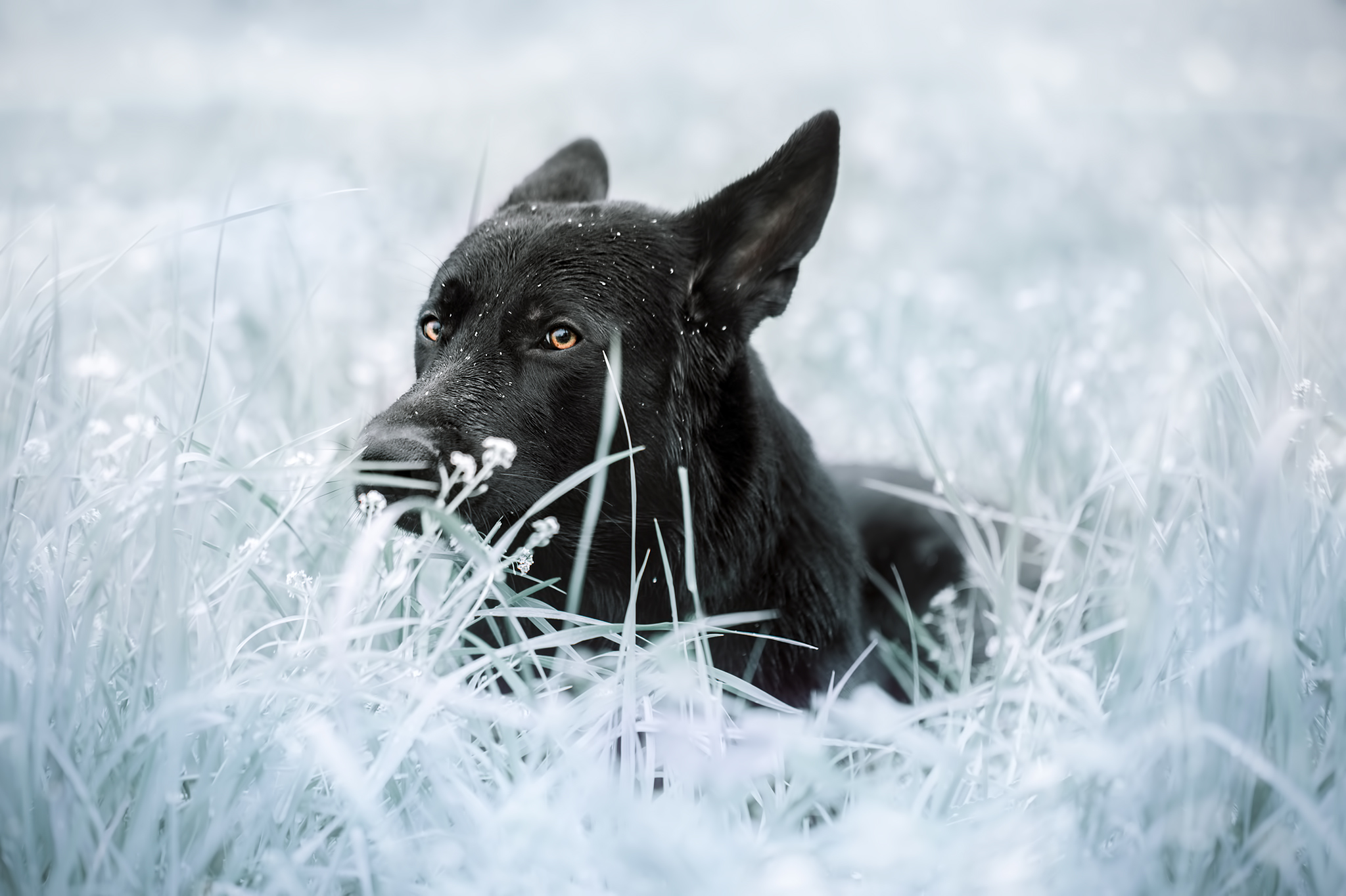 Черная собака год. Немецкая овчарка черная. Собака немецкая овчарка черная. ВЕО овчарка черная. Чёрная немецкая овчарка зимой.