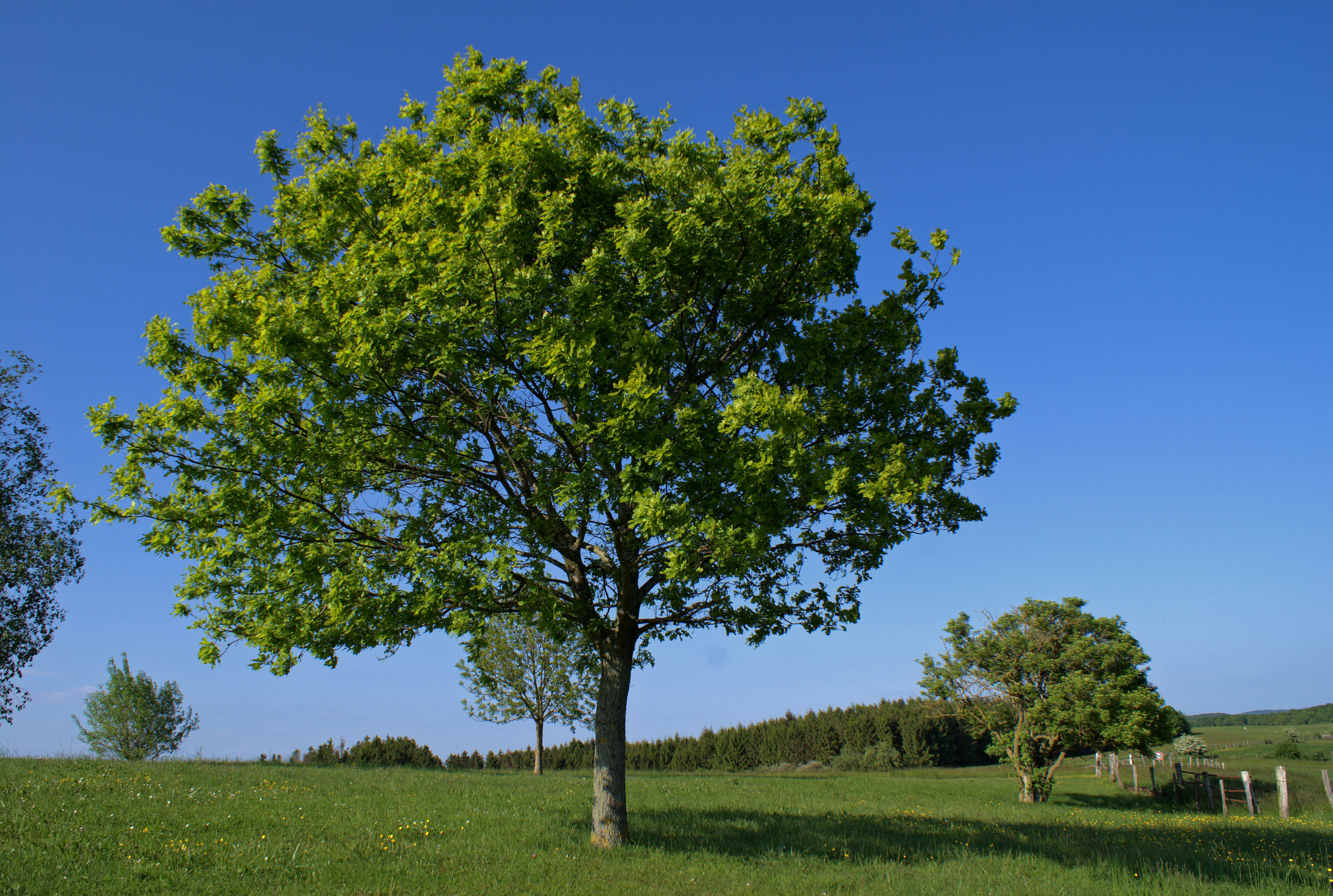 Фото деревьев лето. Дерево. Летнее дерево. Дерево зеленое. Лето деревья.