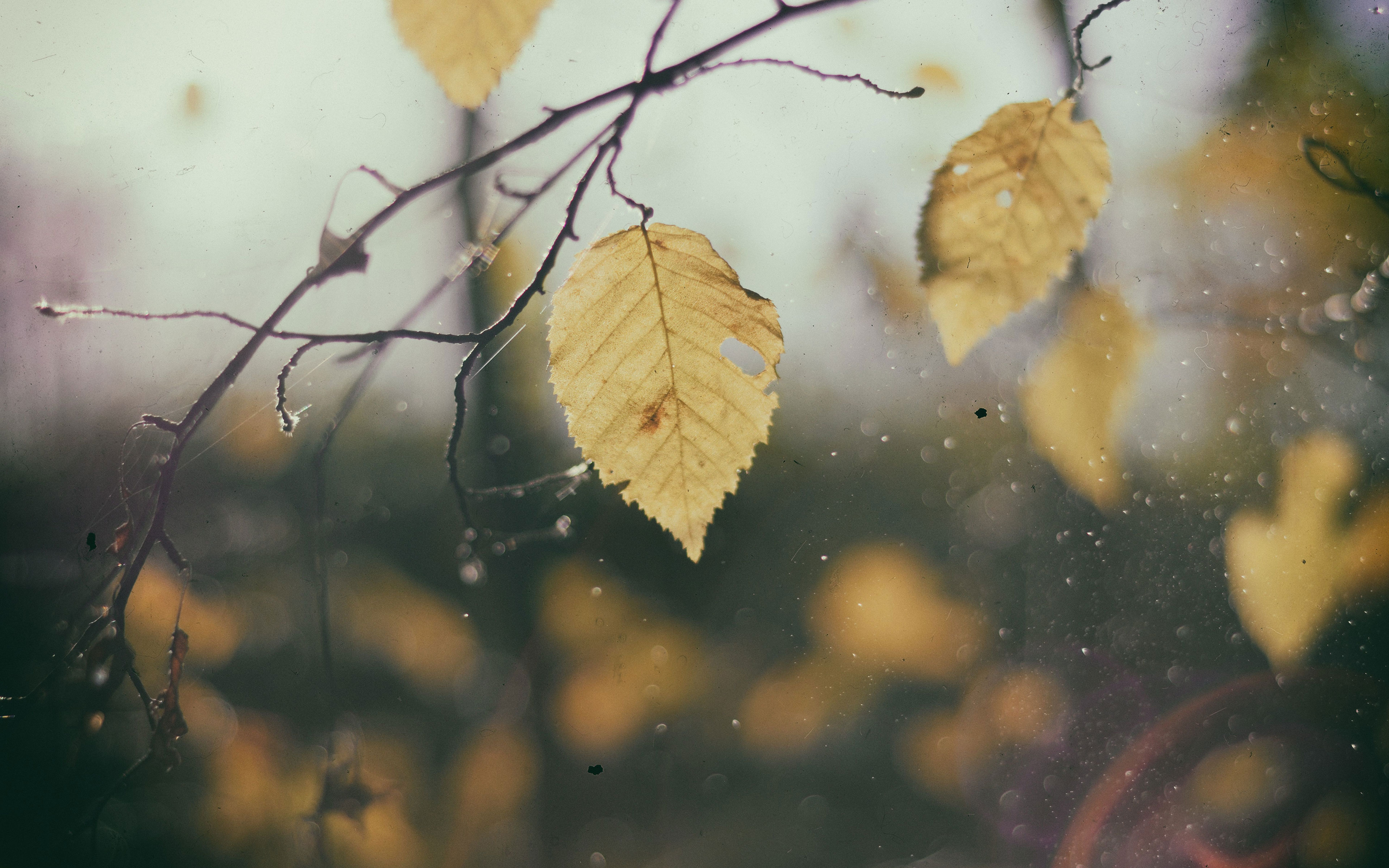 Осень пасмурно листья
