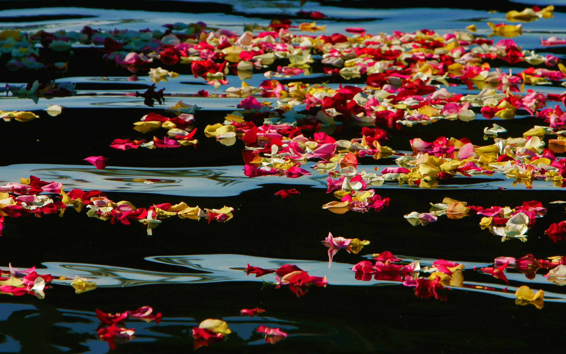 Обои цветы, вода, розы, лепестки, сша, калифорния, oceanside harbor, flowers, water, roses, petals, usa, ca разрешение 1920x1200 Загрузить