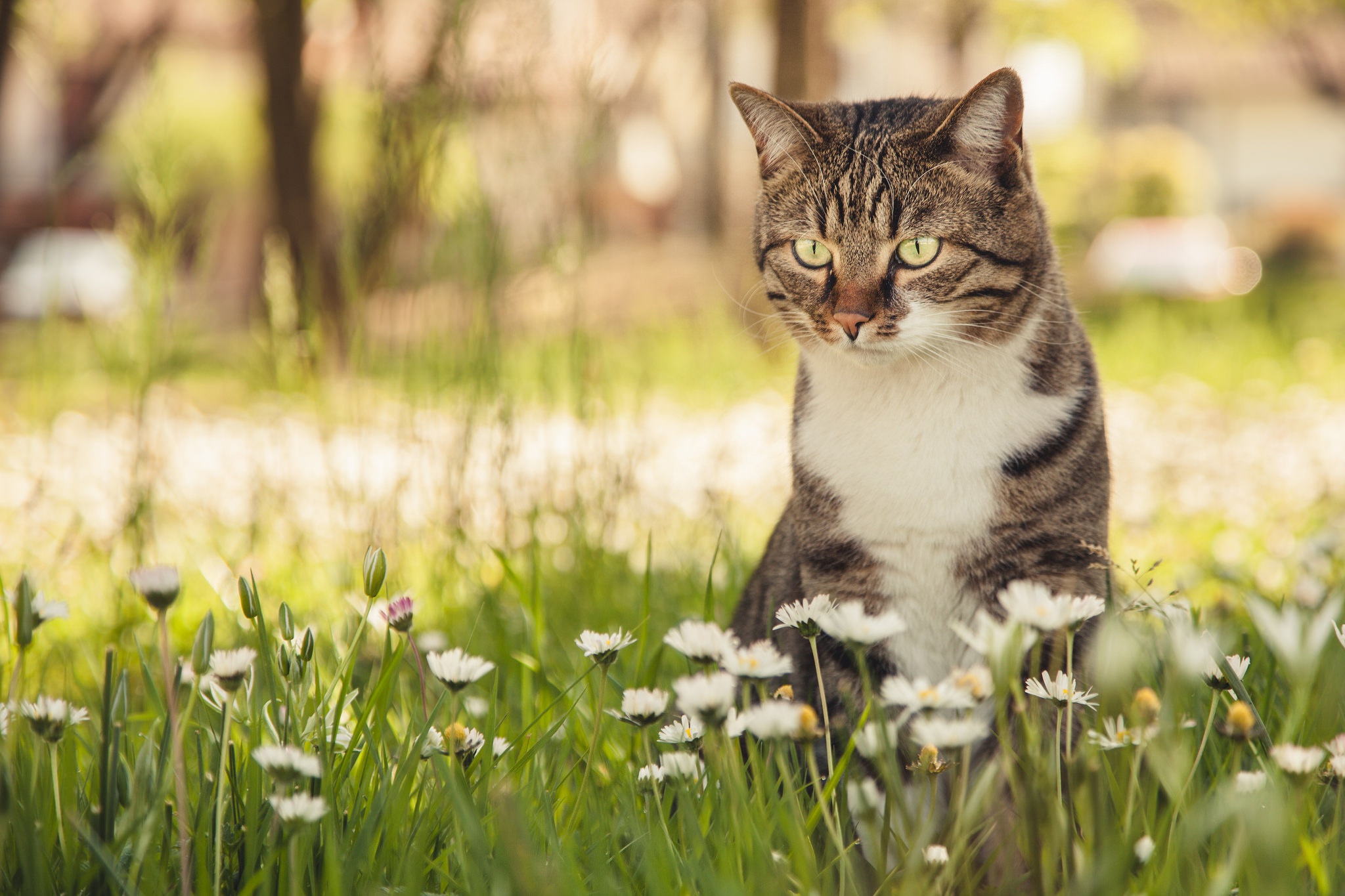 Обои цветы, кот, кошка, боке, маргаритки, flowers, cat, bokeh, daisy разрешение 2048x1365 Загрузить