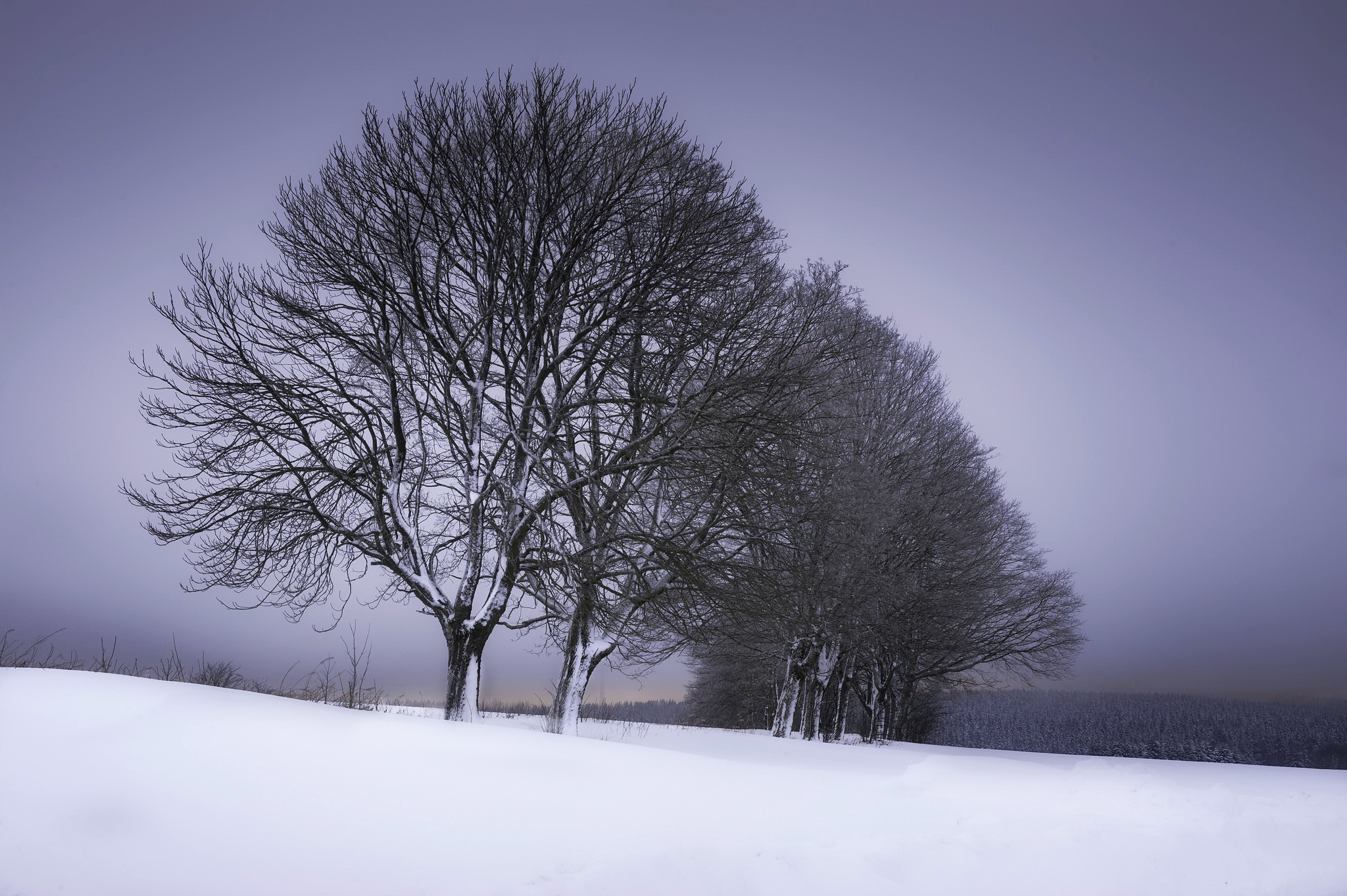 Обои деревья, снег, зима, trees, snow, winter разрешение 2048x1363 Загрузить
