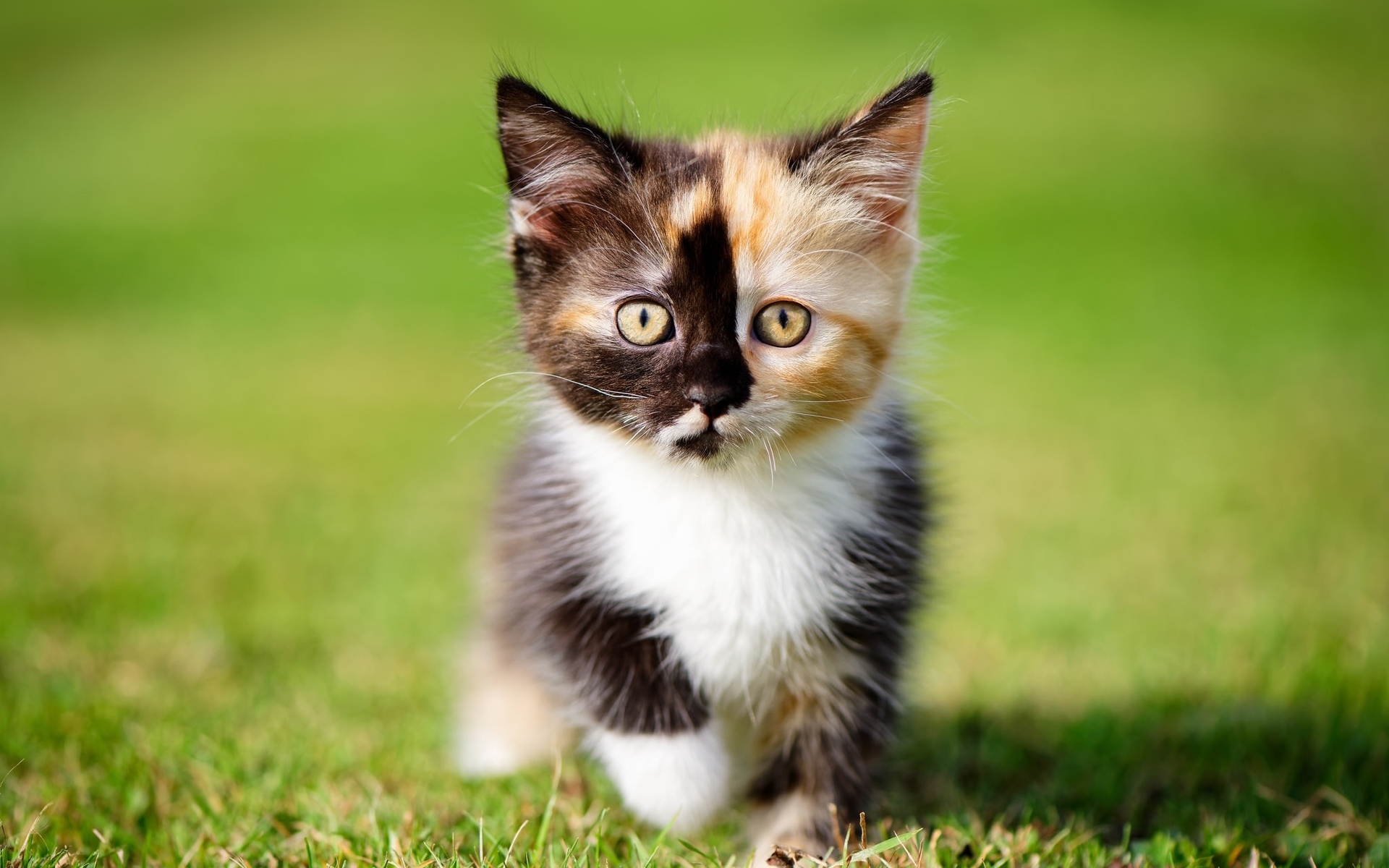 Обои трава, кошка, котенок, кошки, котята, grass, cat, kitty, cats, kittens разрешение 1920x1200 Загрузить