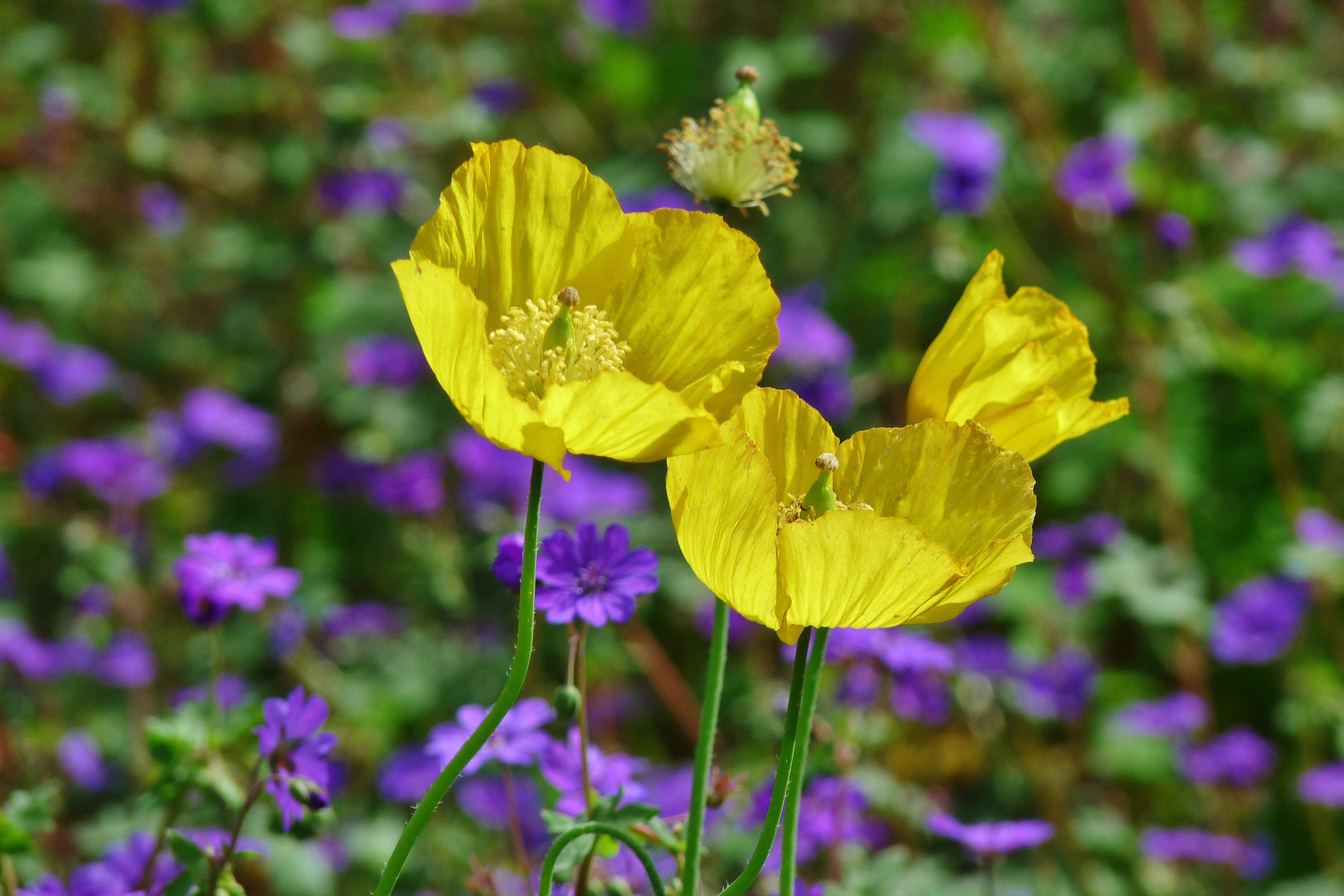 Обои маки, весна, весенние, желтые цветы, poppies, yellow poppies, maki, spring, yellow flowers разрешение 3648x2432 Загрузить