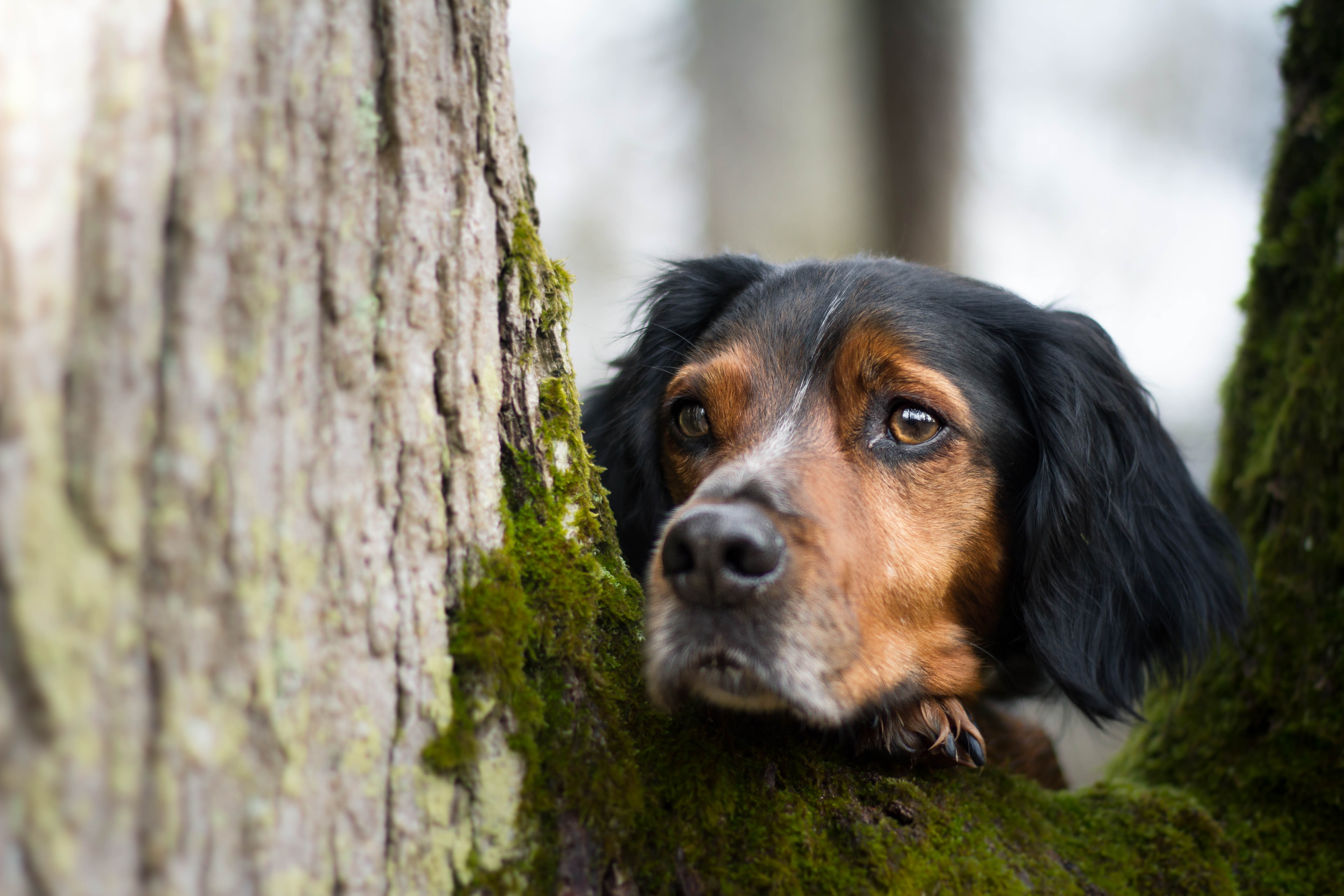 Обои дерево, взгляд, собака, мох, друг, tree, look, dog, moss, each разрешение 5184x3456 Загрузить