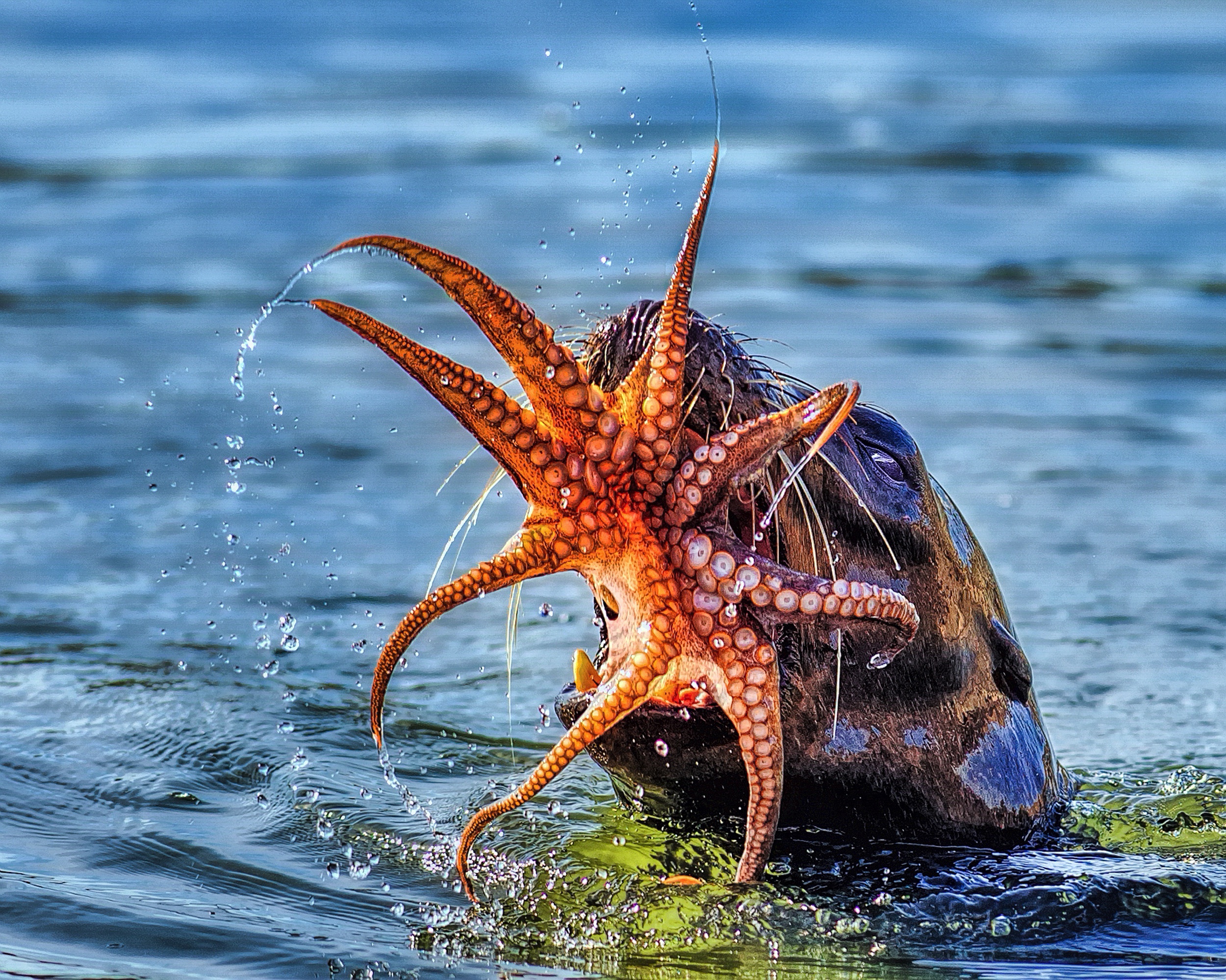 Морской зверь. Занзибар Осьминоги. Морские животные. Хищные морские животные. Водные обитатели.