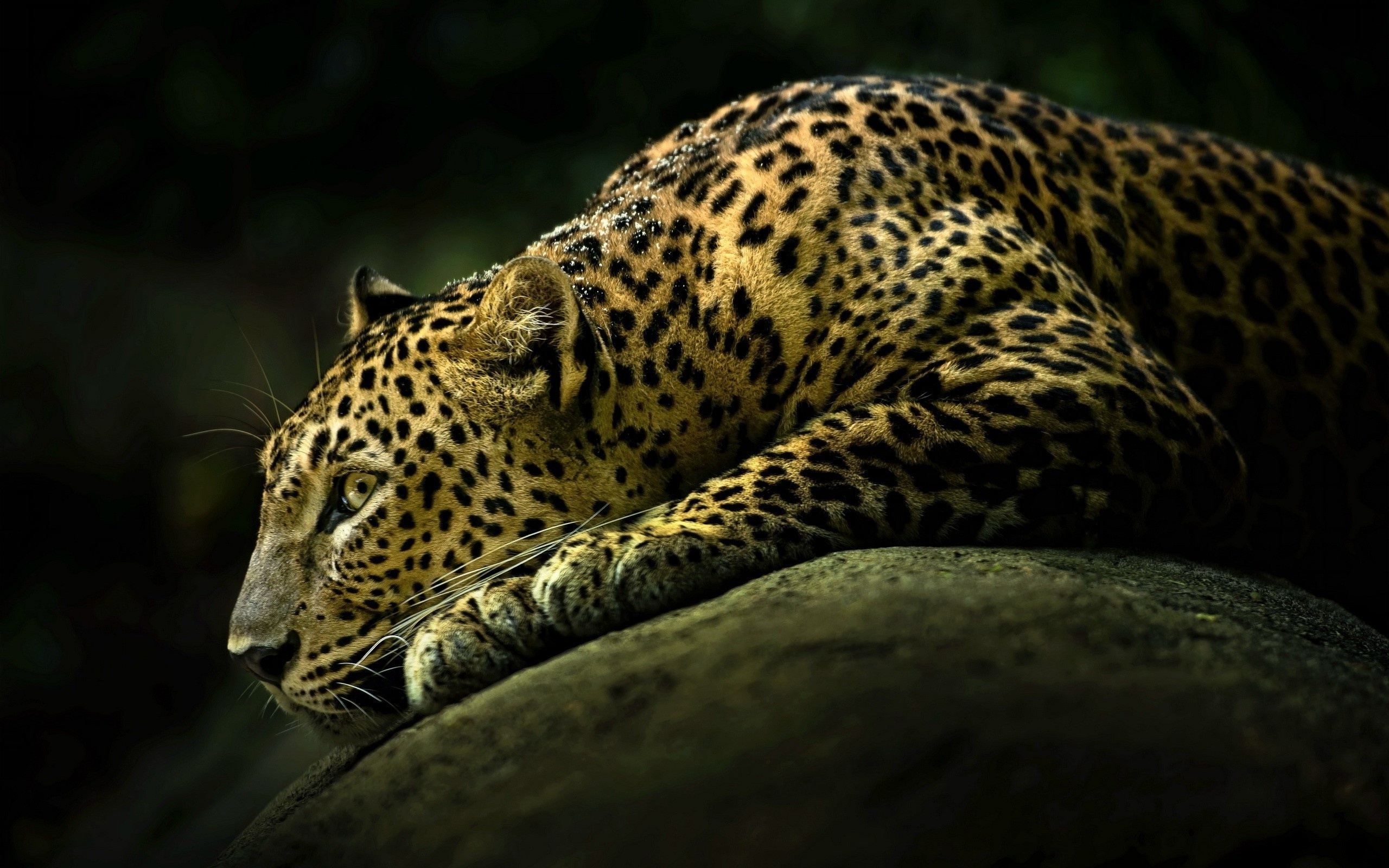 Обои животные, хищник, ягуар, дикая кошка, animals, predator, jaguar, wild cat разрешение 2560x1600 Загрузить