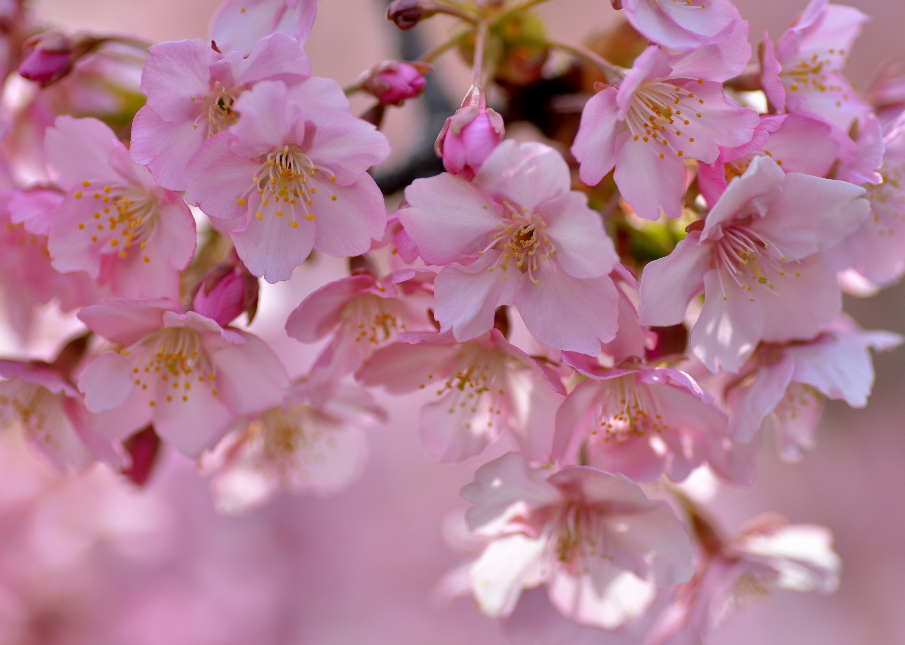 Обои дерево, цветение, лепестки, весна, сакура, tree, flowering, petals, spring, sakura разрешение 3000x2140 Загрузить