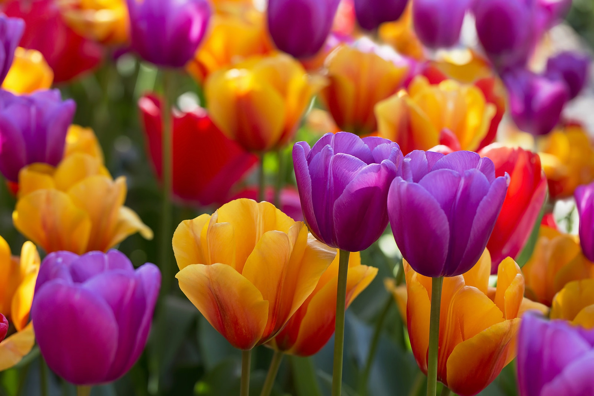 Цветные тюльпаны картинки