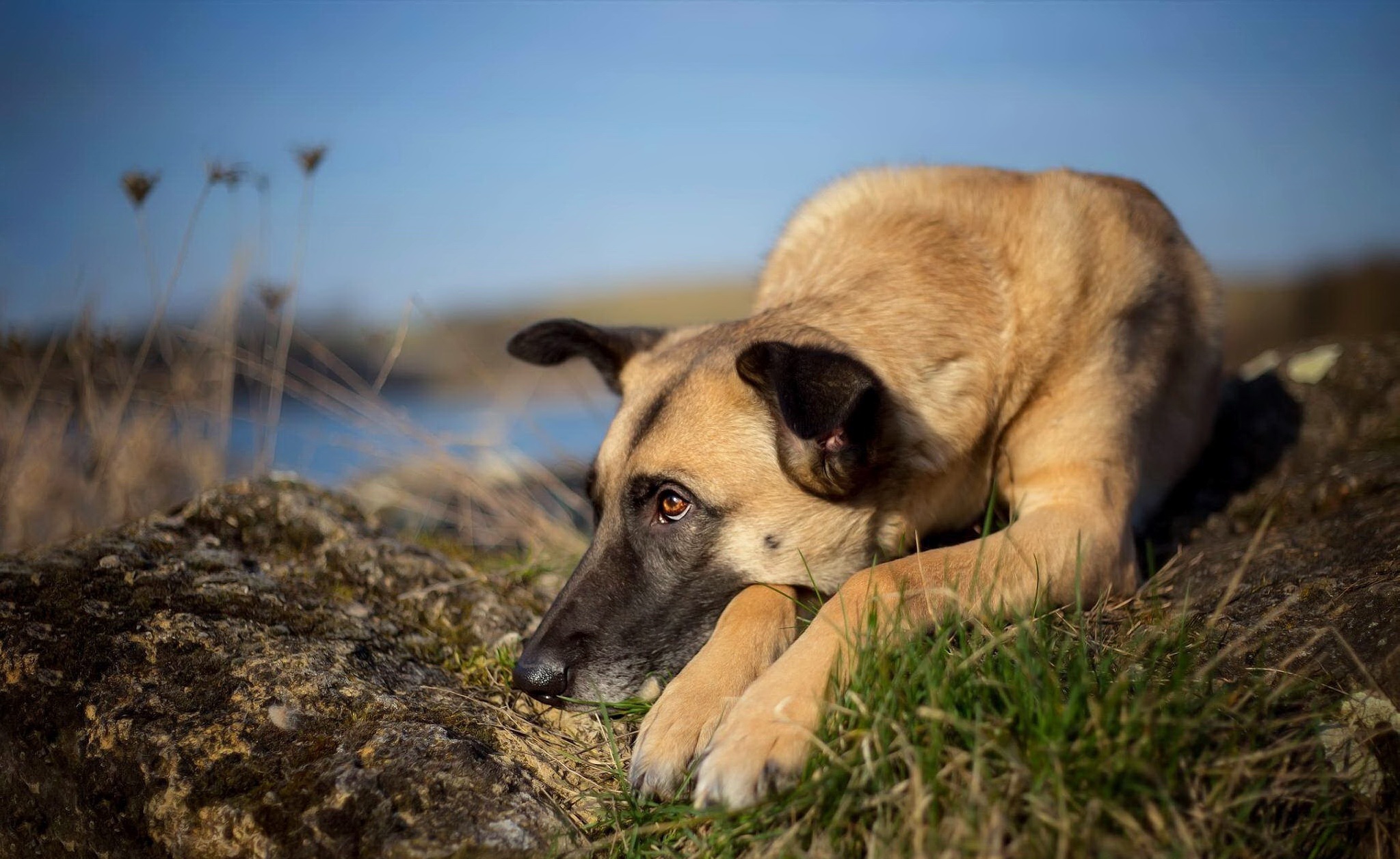 Look dog. Собака дружок. Голые собаки обои на рабочий стол. Потеряшка собака обои. Собачка дружок Живая.