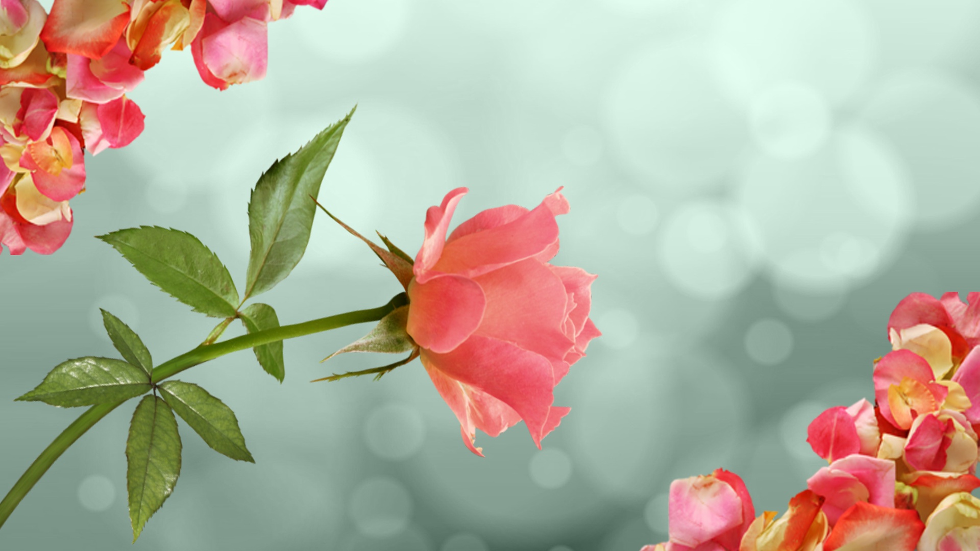 Обои цветок, роза, лепестки, нежность, flower, rose, petals, tenderness разрешение 1920x1080 Загрузить
