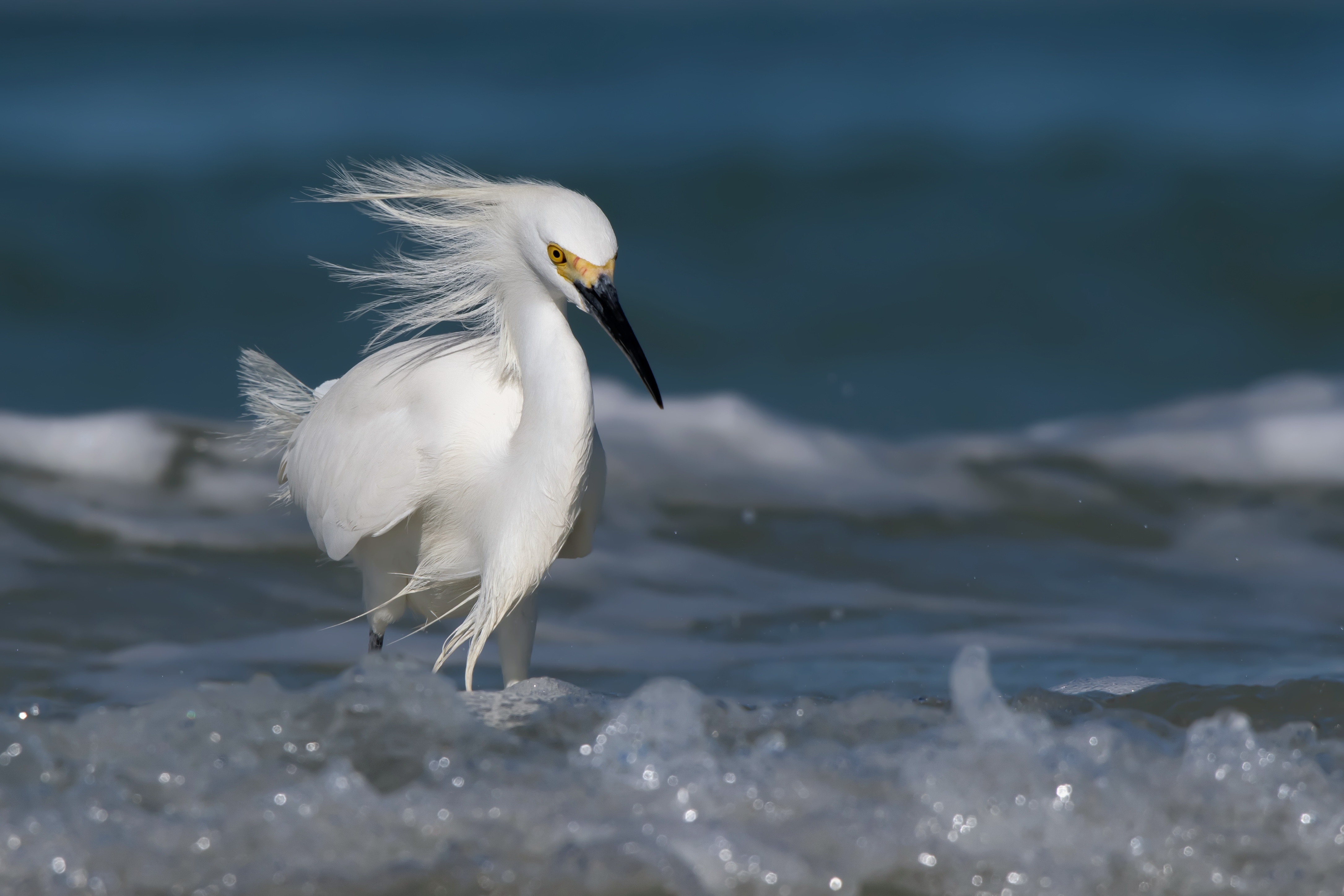 White bird. Баклан белый. Белая птица. Белоснежные птицы. Красивые белые птицы.