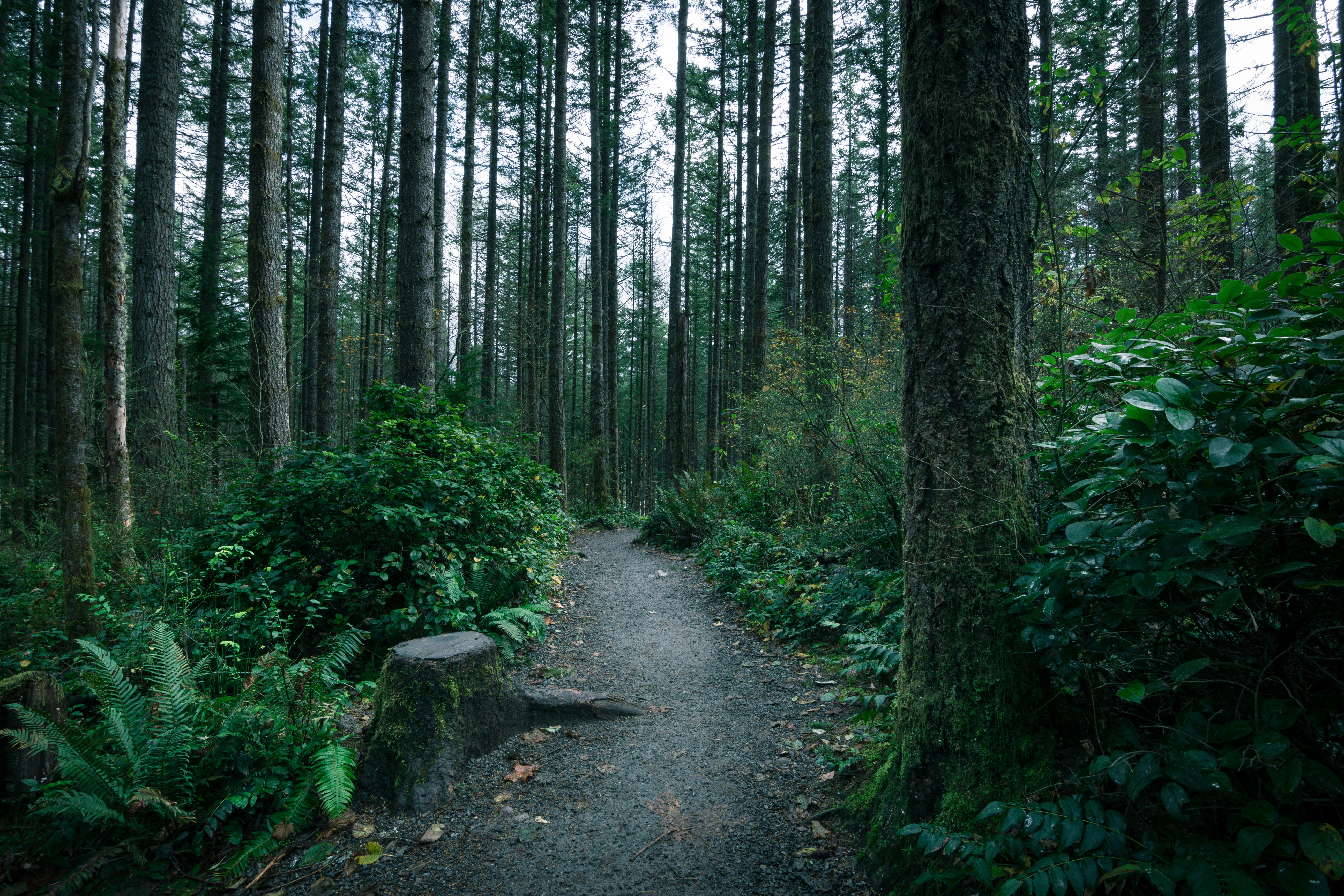 Forest. Лесные тропы Шварцвальд. Фотобаш Лесная тропа. Лесная чаща. Чаща леса.