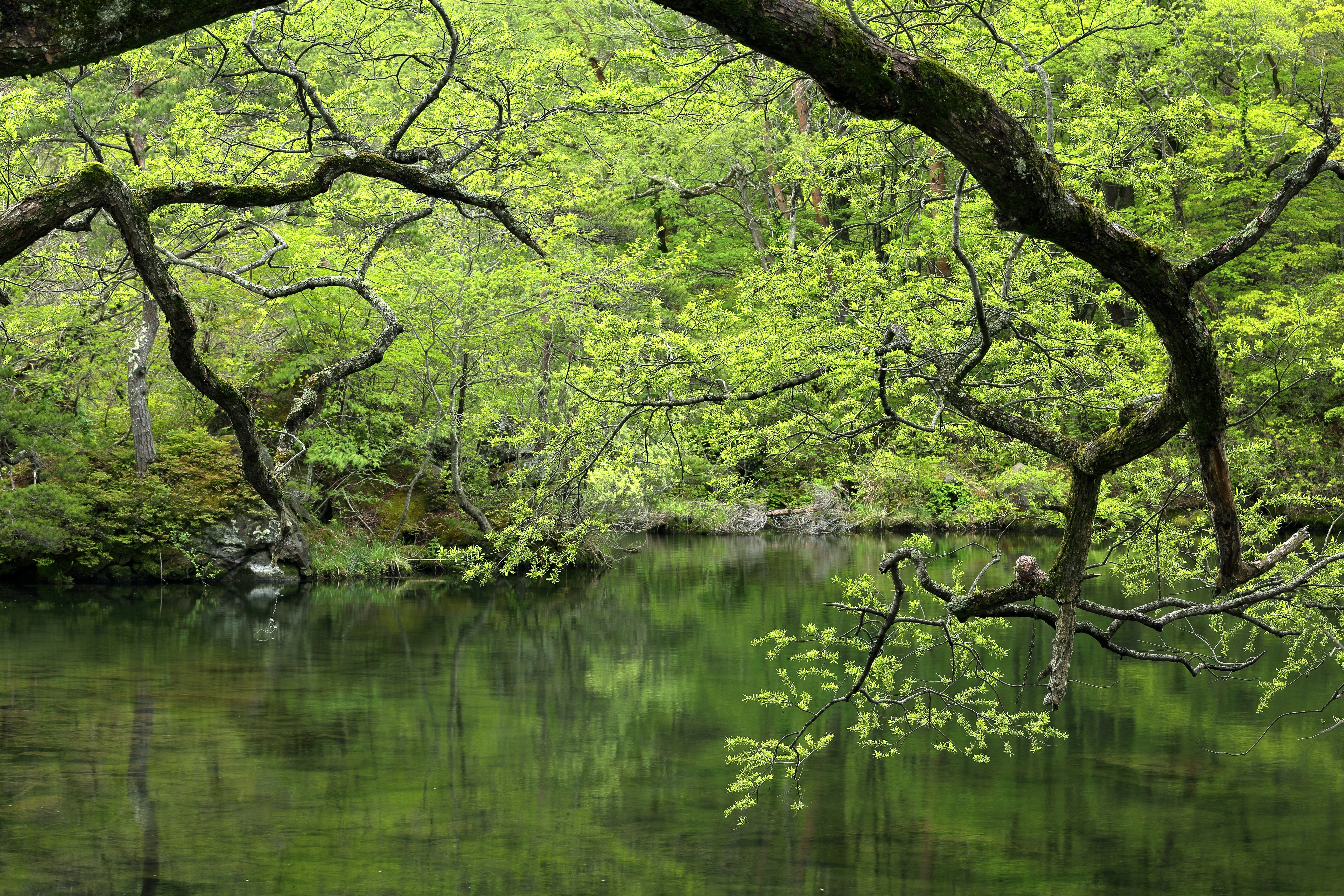 Water trees. Дерево над водой. Дерево над озером. Дерево над прудом. Дерево в воде.