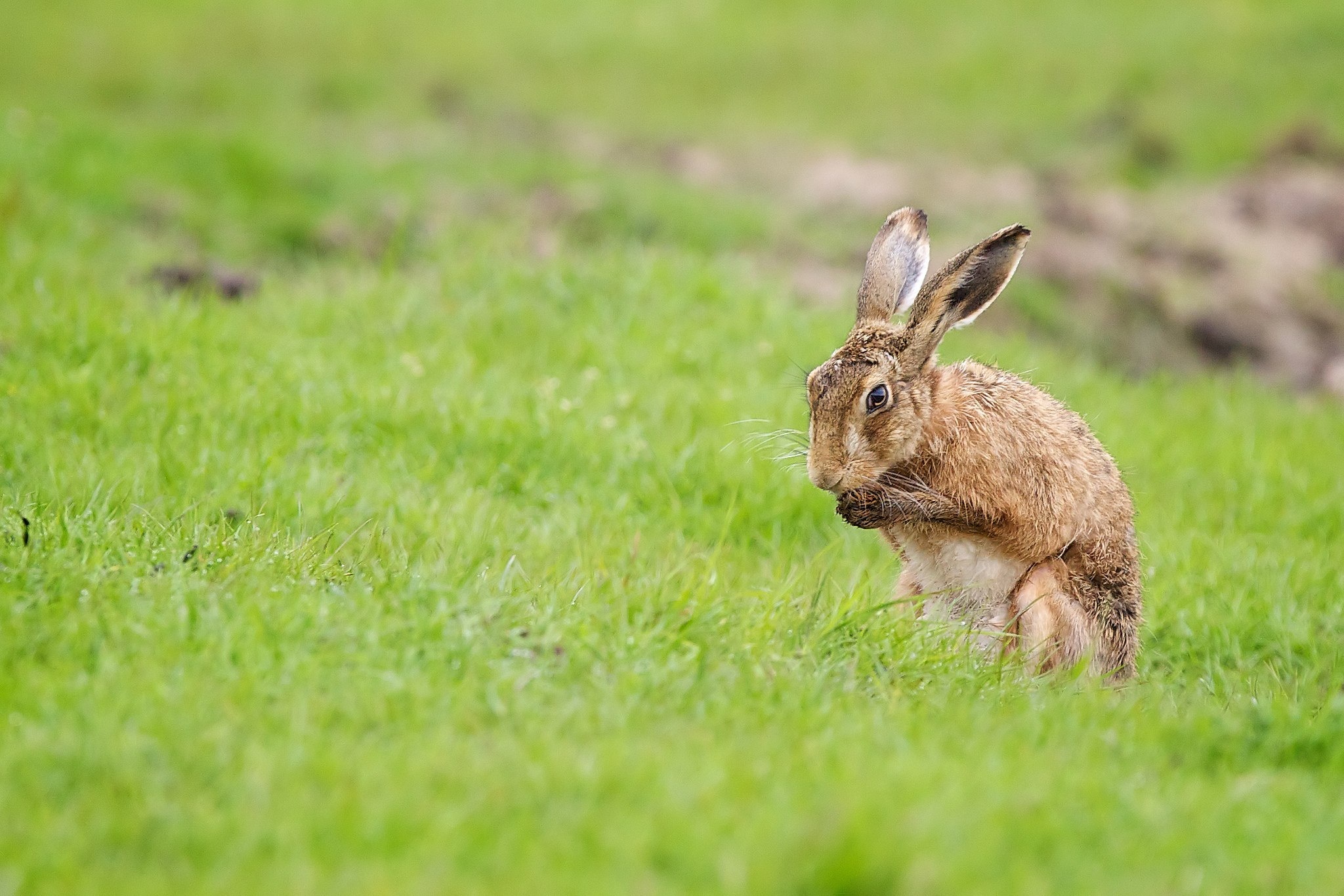 Обои трава, поле, лето, кролик, заяц, grass, field, summer, rabbit, hare разрешение 2048x1366 Загрузить