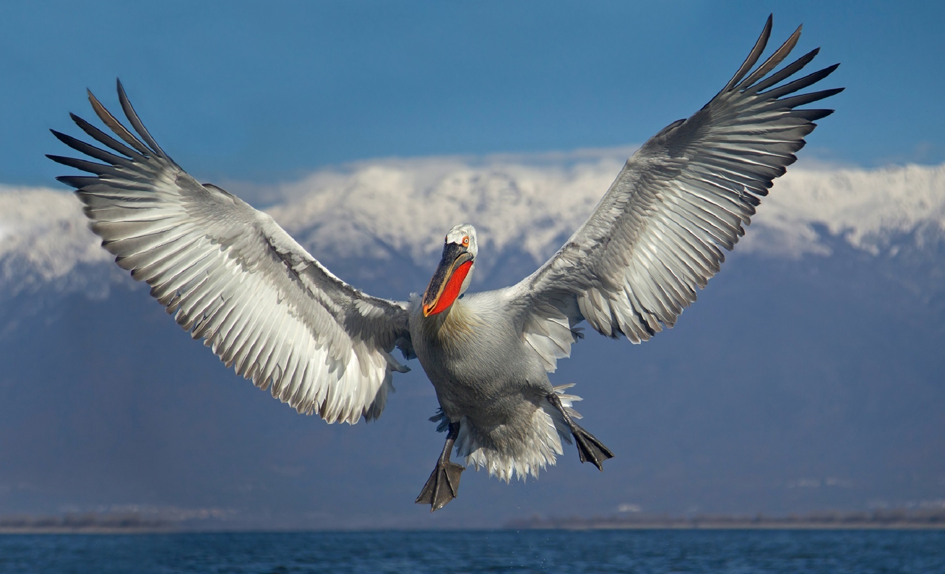 Обои небо, облака, вода, полет, крылья, птица, пеликан, иван иванов, the sky, clouds, water, flight, wings, bird, pelican, ivan ivanov разрешение 1920x1166 Загрузить