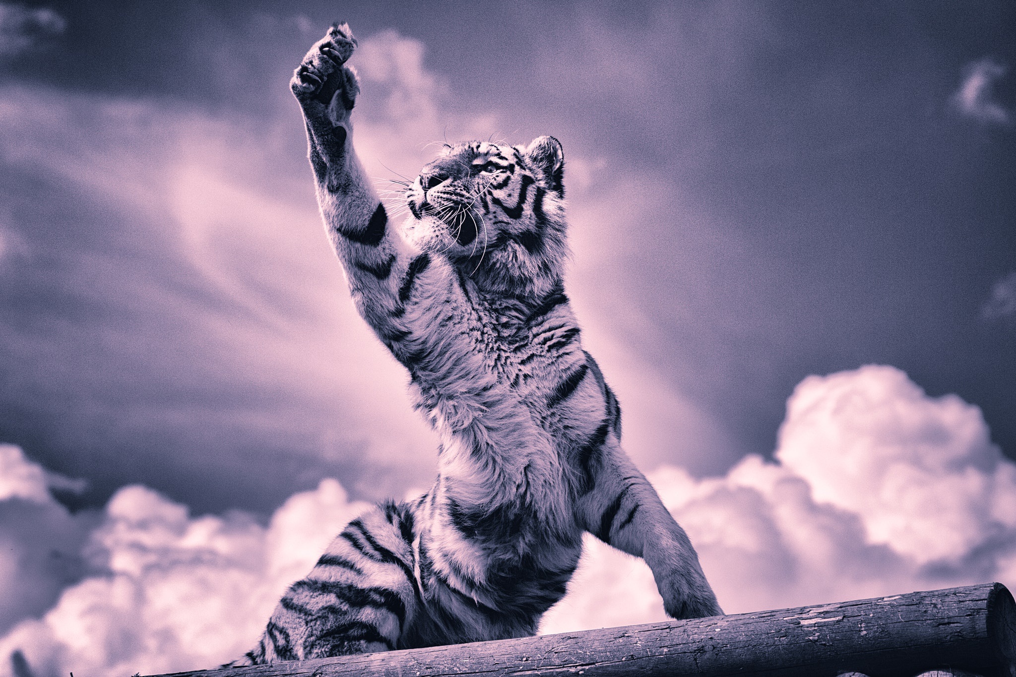Обои тигр, облака, хищник, большая кошка, тигренок, когти, лапа, tiger, clouds, predator, big cat, claws, paw разрешение 2048x1365 Загрузить