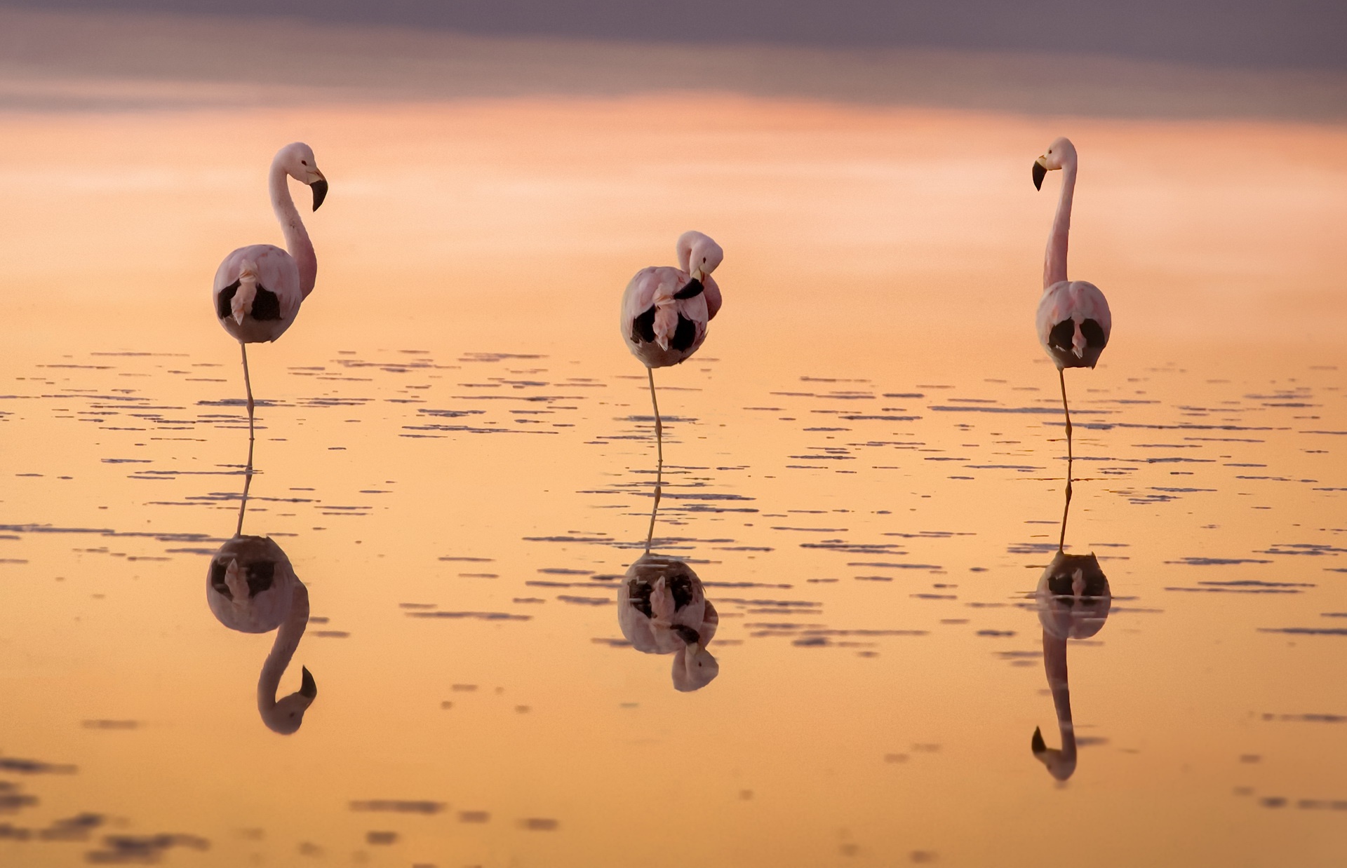 Обои вода, закат, отражение, фламинго, птицы, water, sunset, reflection, flamingo, birds разрешение 1920x1238 Загрузить