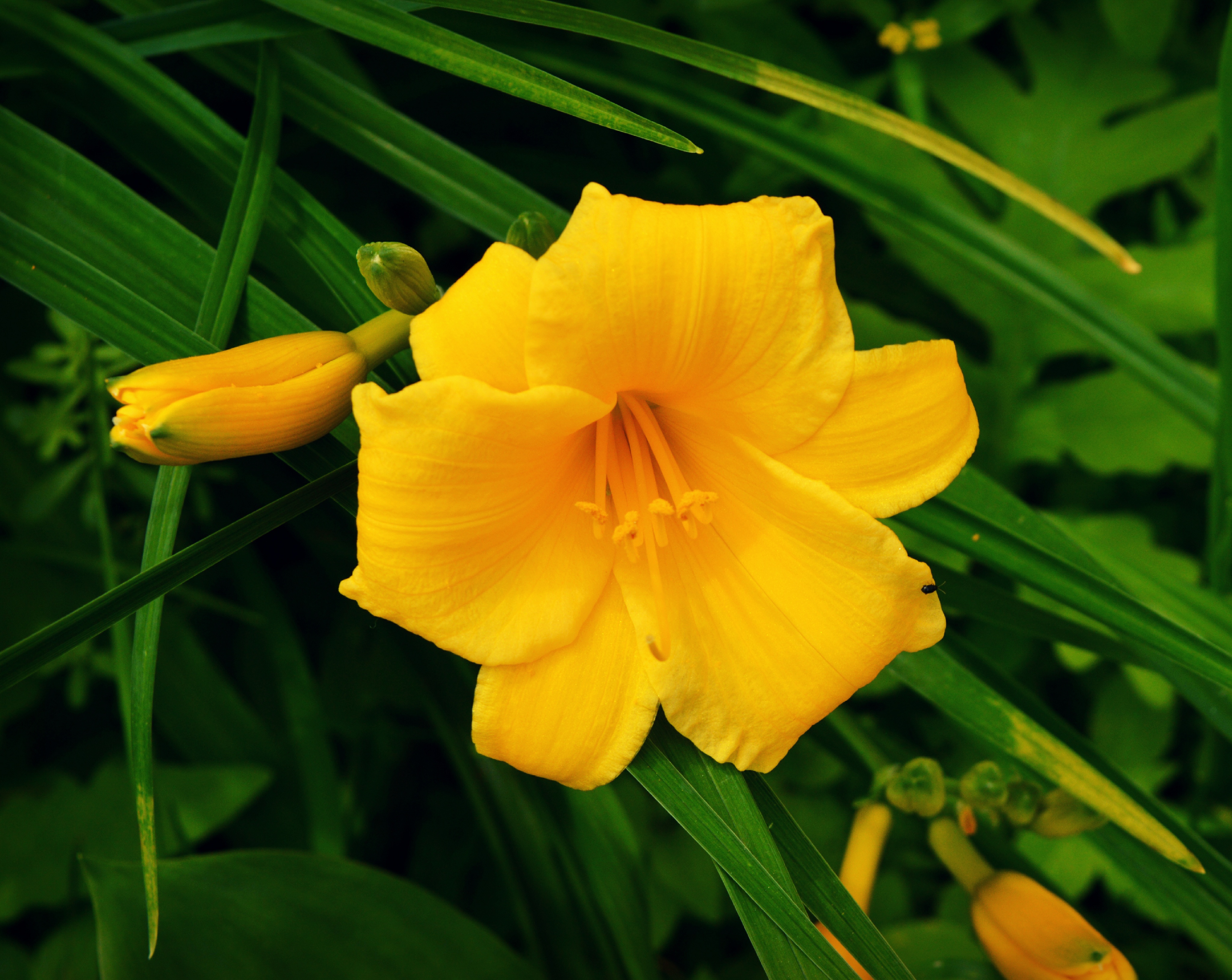Обои цветы, бутоны, макро, лепестки, желтые, лилейник, flowers, buds, macro, petals, yellow, daylilies разрешение 4098x3261 Загрузить