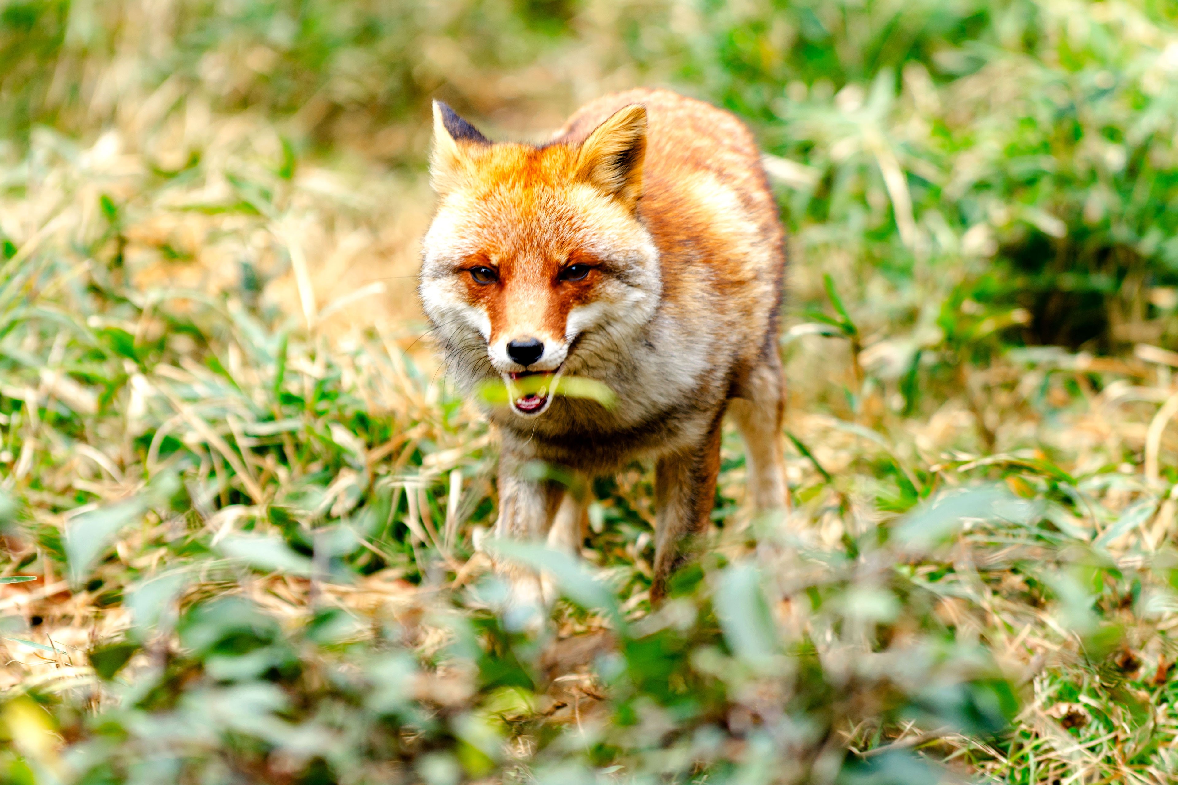 Fox look. Лиса обои. Морда лисы. Лиса в траве. Лиса взгляд.