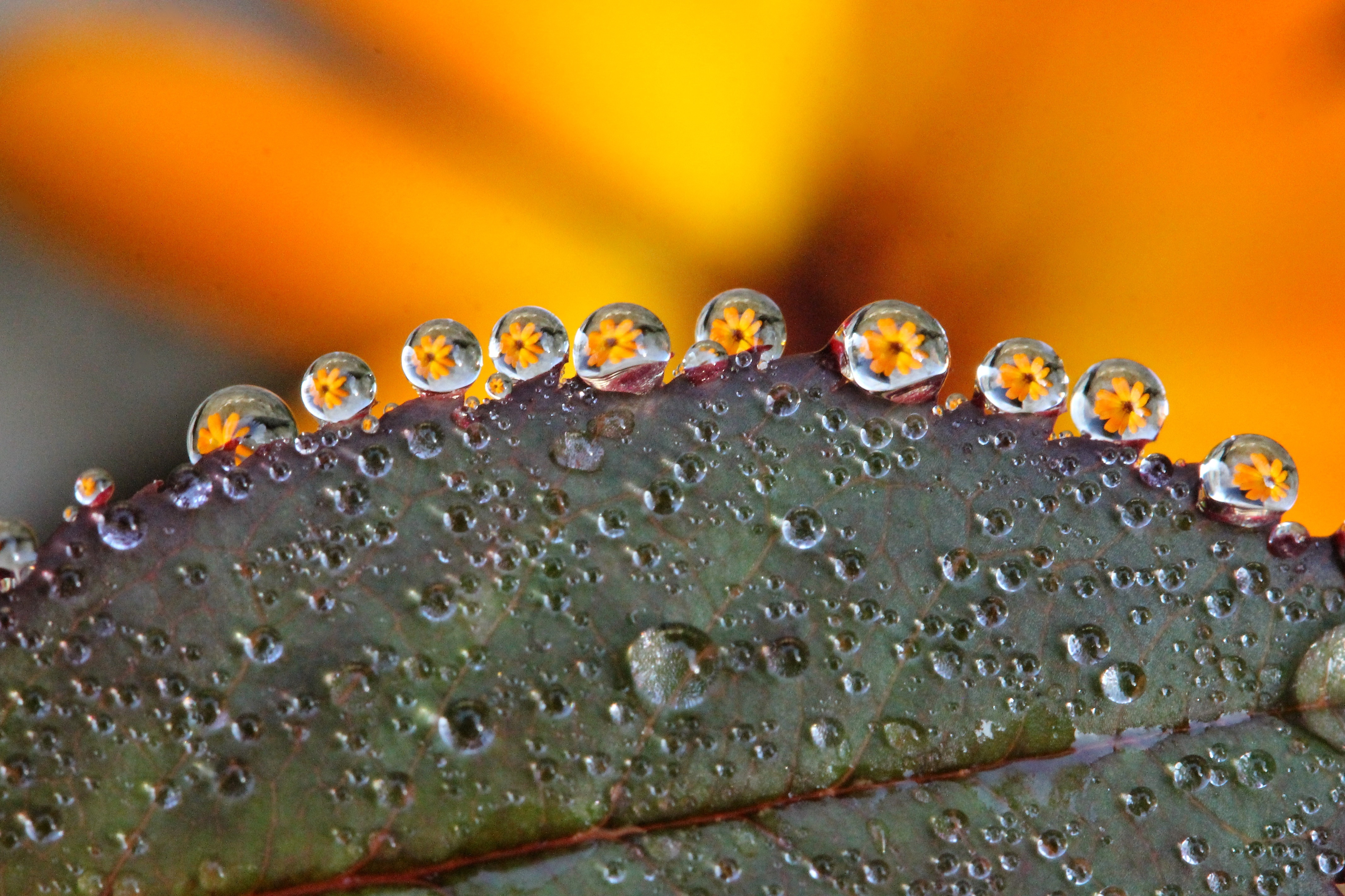 Обои природа, листья, макро, цветок, капли, лист, капли дождя, nature, leaves, macro, flower, drops, sheet, raindrops разрешение 4272x2848 Загрузить