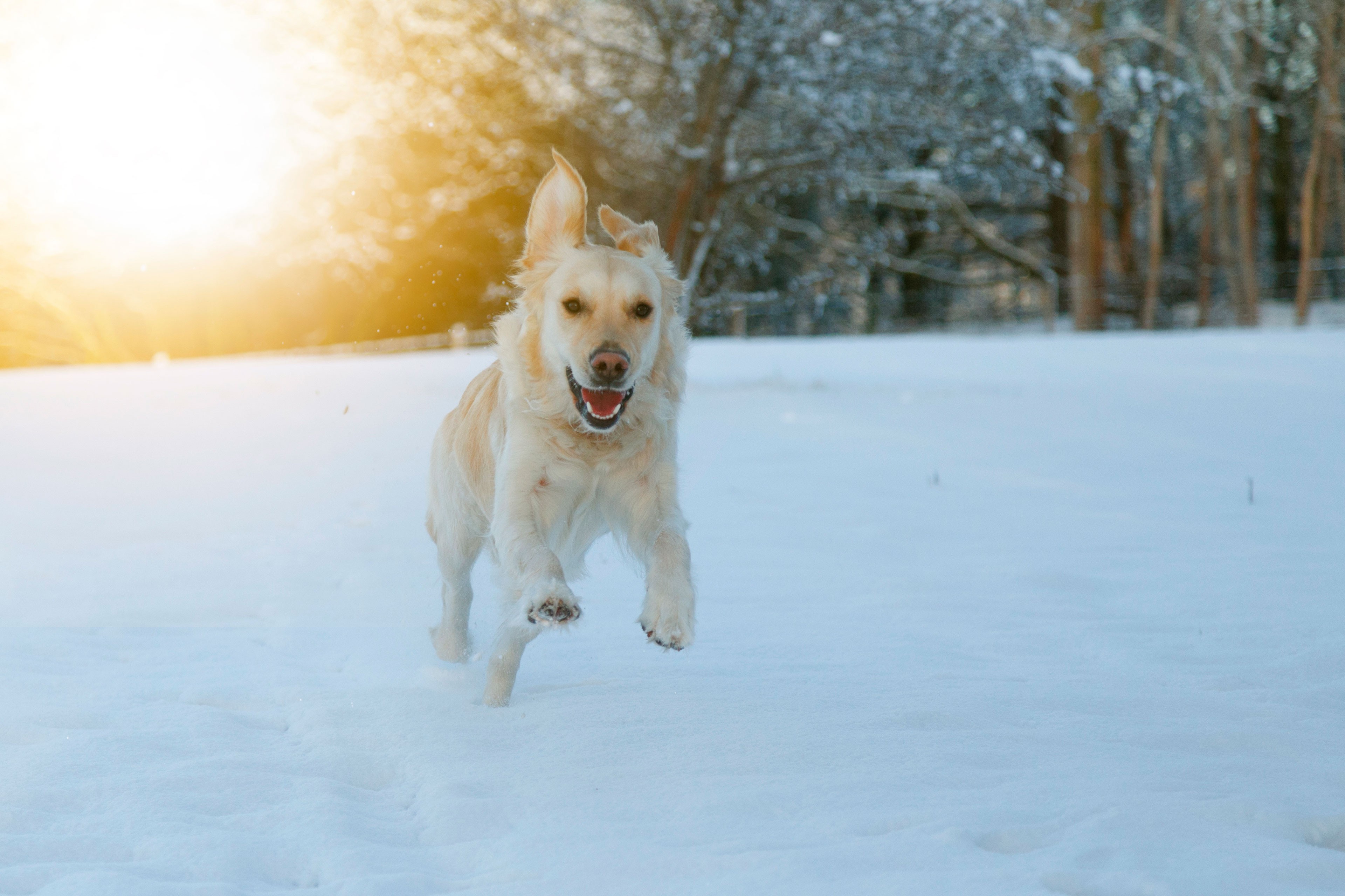 Обои глаза, морда, снег, зима, взгляд, собака, бег, eyes, face, snow, winter, look, dog, running разрешение 3840x2560 Загрузить