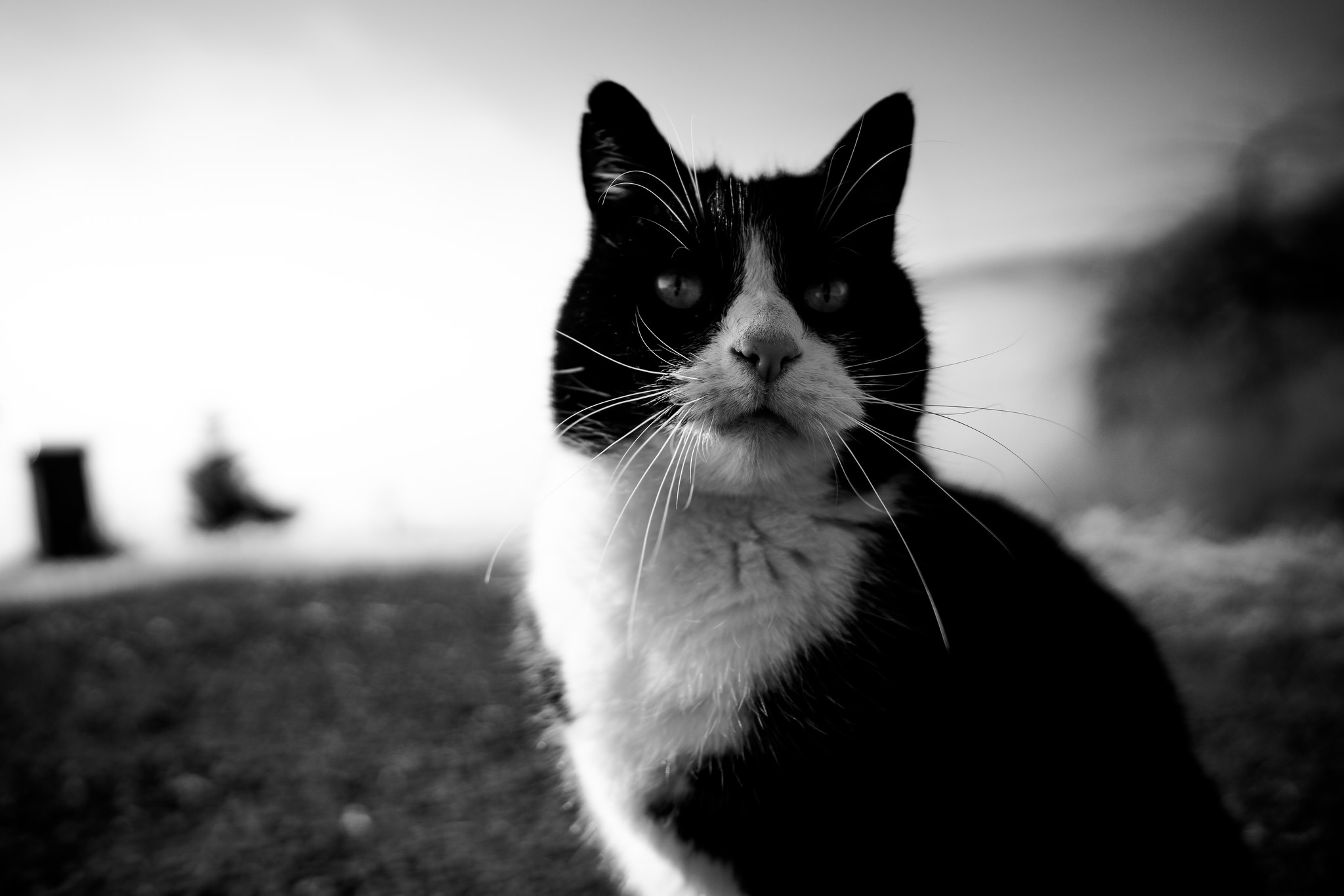Черно белые котики. Чёрно-белые коты. Котик черно белый. Черно белая кошка. Чёрный кот.