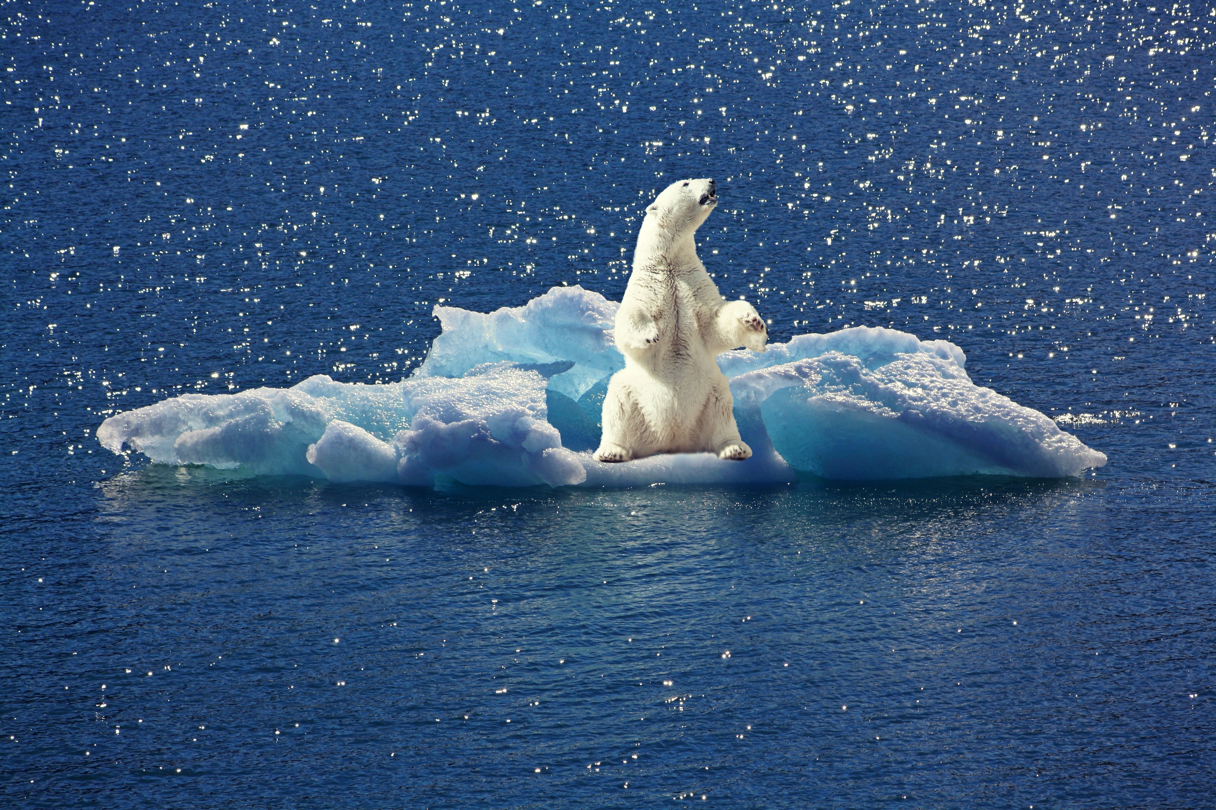 Ice animals. Северный Ледовитый океан белый медведь. Северный полюс Северный Ледовитый океан. Северный Ледовитый океан и Антарктида. Арктика – Антарктика белый медведь.