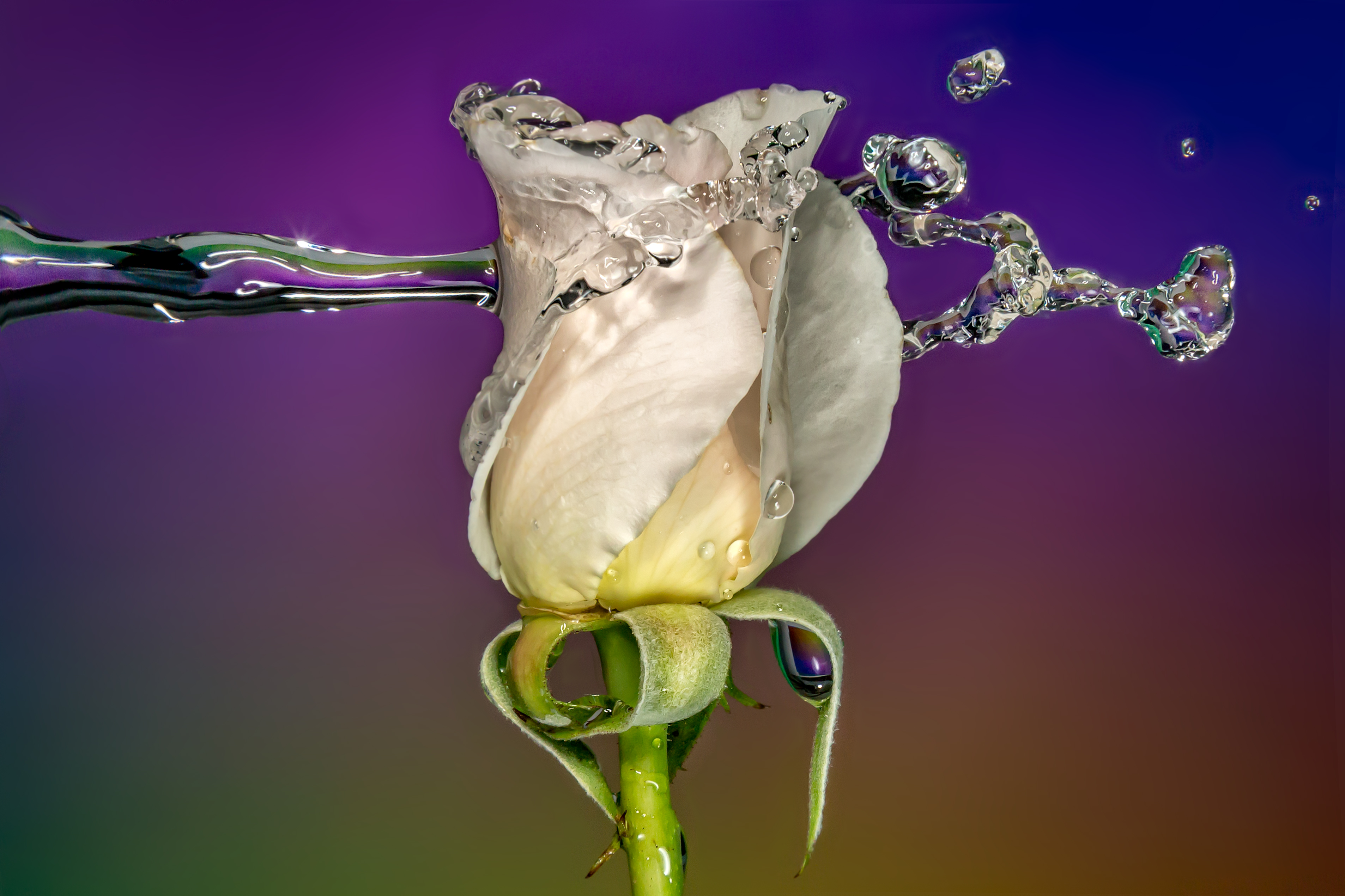 Обои вода, sophiaspurgin, фон, цветок, капли, роза, бутон, всплеск, белая, water, background, flower, drops, rose, bud, splash, white разрешение 3813x2542 Загрузить