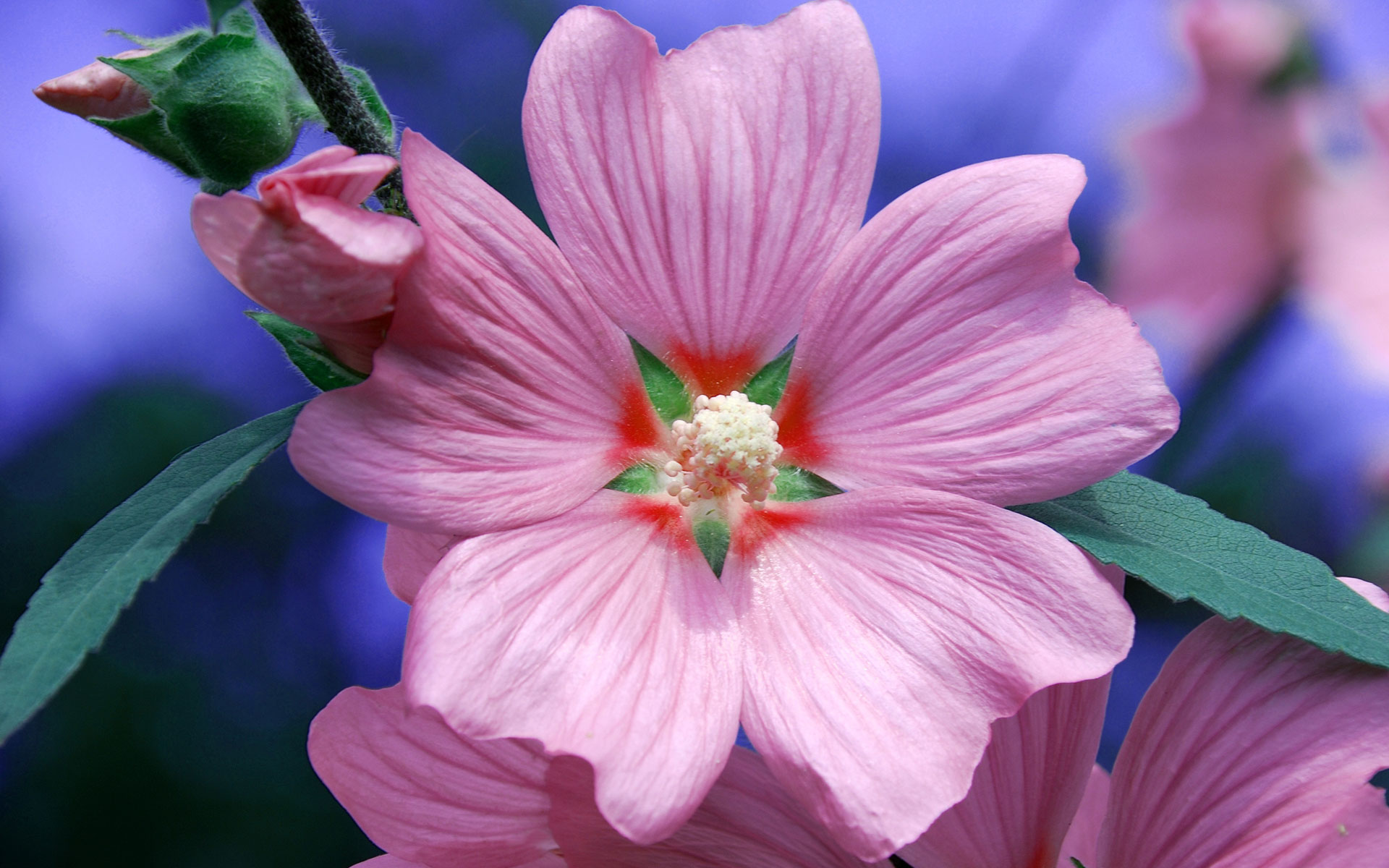 Обои цветок, лепестки, красота, розовый, примула, flower, petals, beauty, pink, primula разрешение 1920x1200 Загрузить