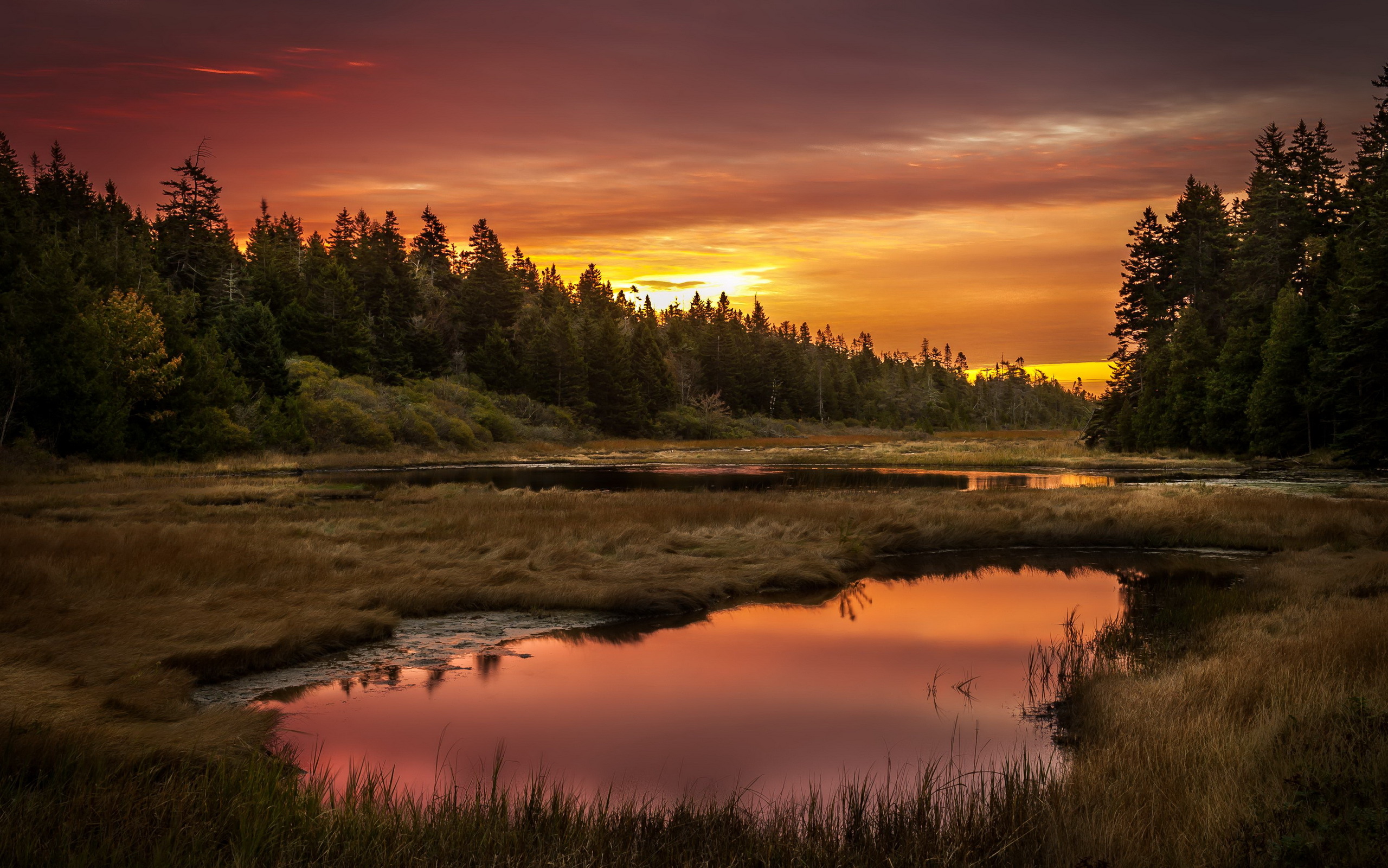 Обои небо, трава, озеро, лес, закат, the sky, grass, lake, forest, sunset разрешение 2560x1600 Загрузить