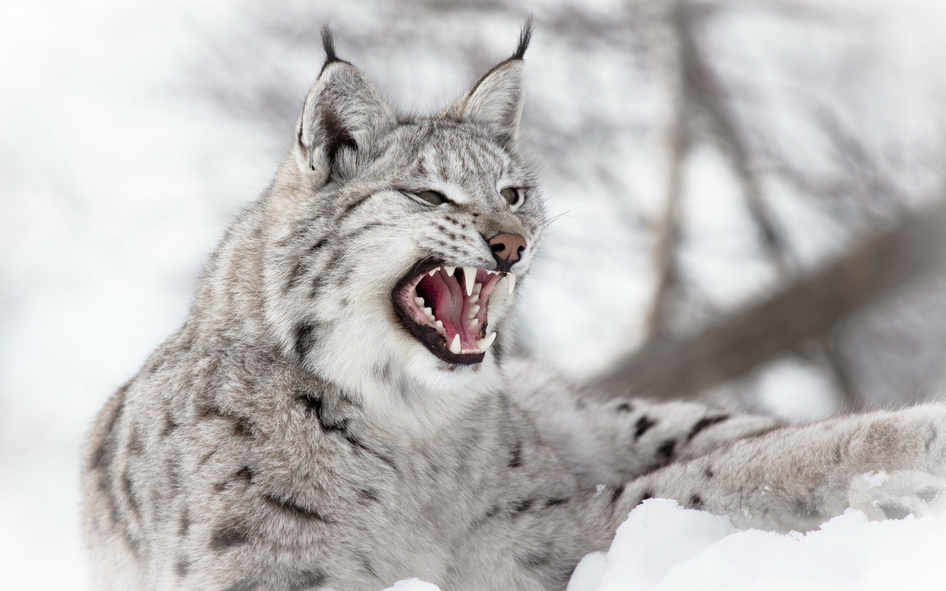 Обои снег, зима, рысь, зубы, уши, пасть, дикая кошка, snow, winter, lynx, teeth, ears, mouth, wild cat разрешение 1920x1200 Загрузить