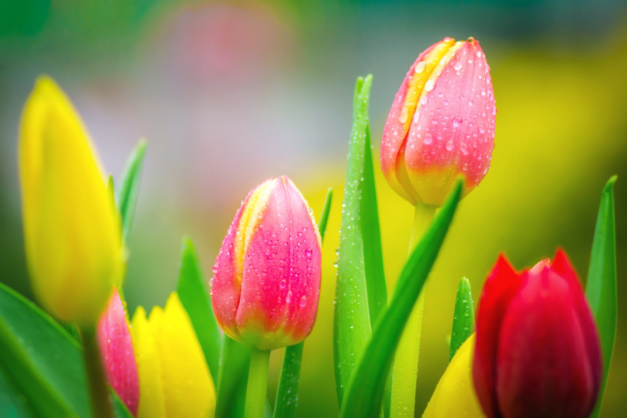 Весенние тюльпаны картинки красивые. Весенние цветы. Тюльпаны разноцветные. Весенние тюльпаны.