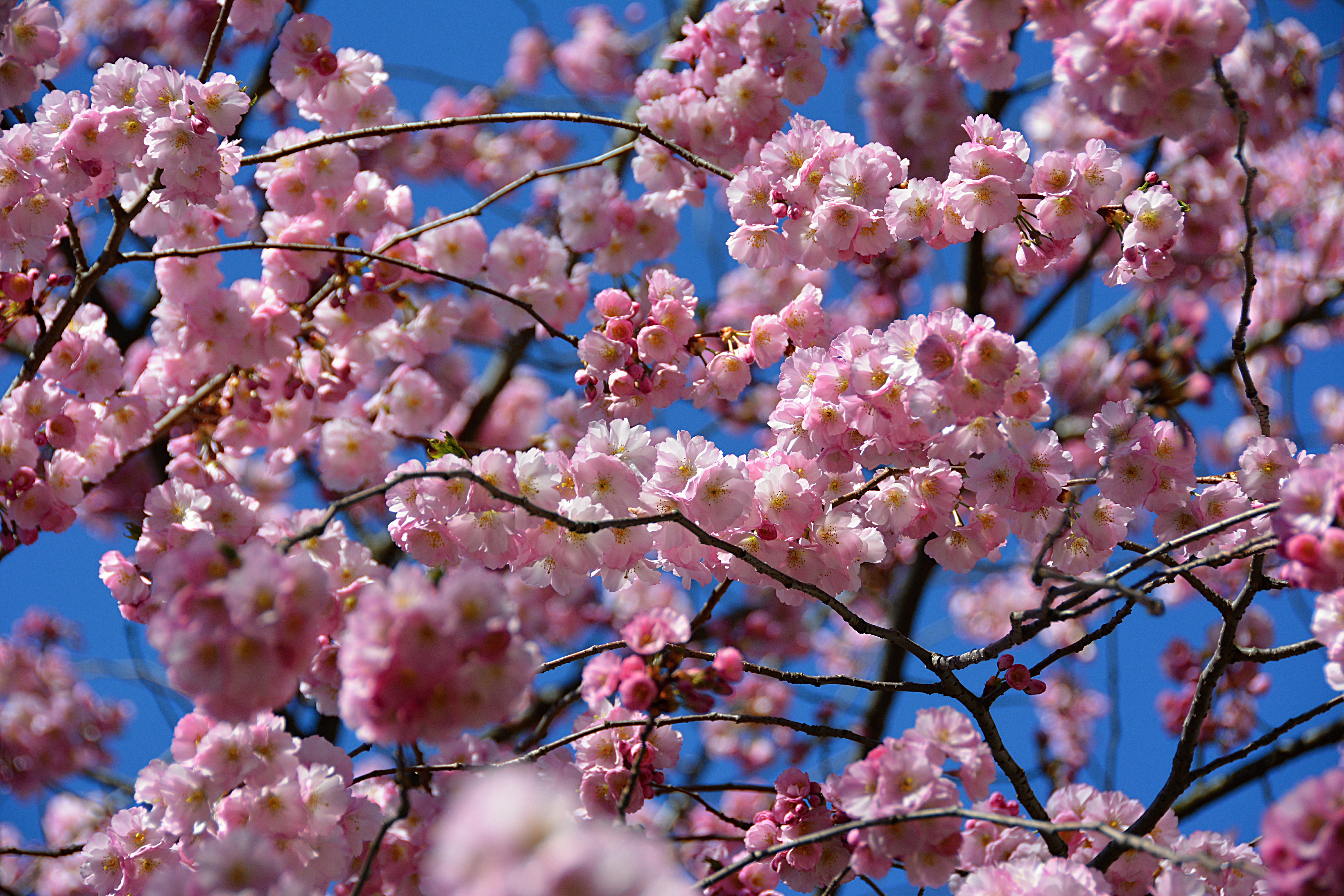 Вечно цветущий цветок. Сакура весной.