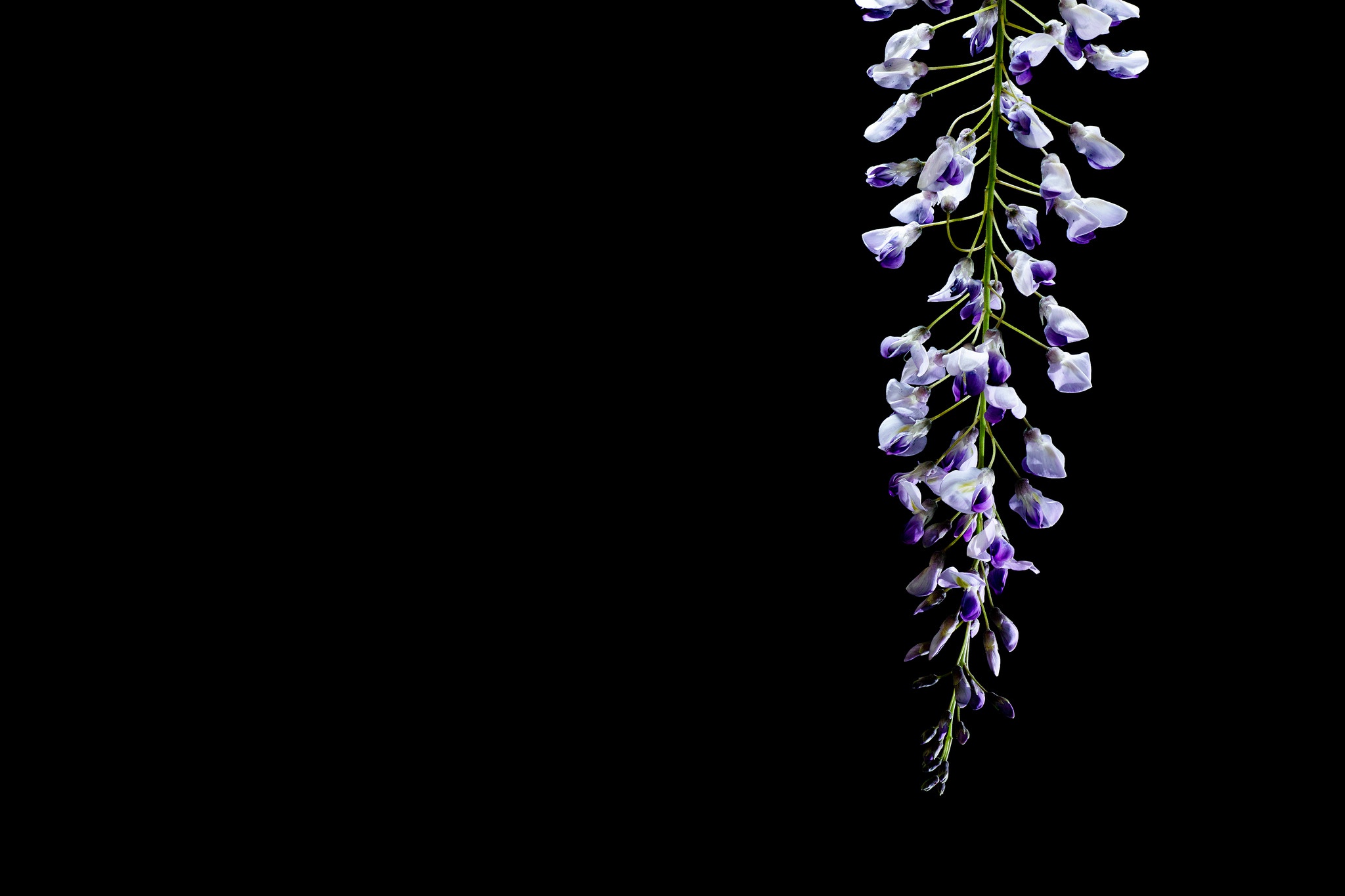 Обои цветок, черный фон, глициния, вистерия, flower, black background, wisteria разрешение 2048x1365 Загрузить