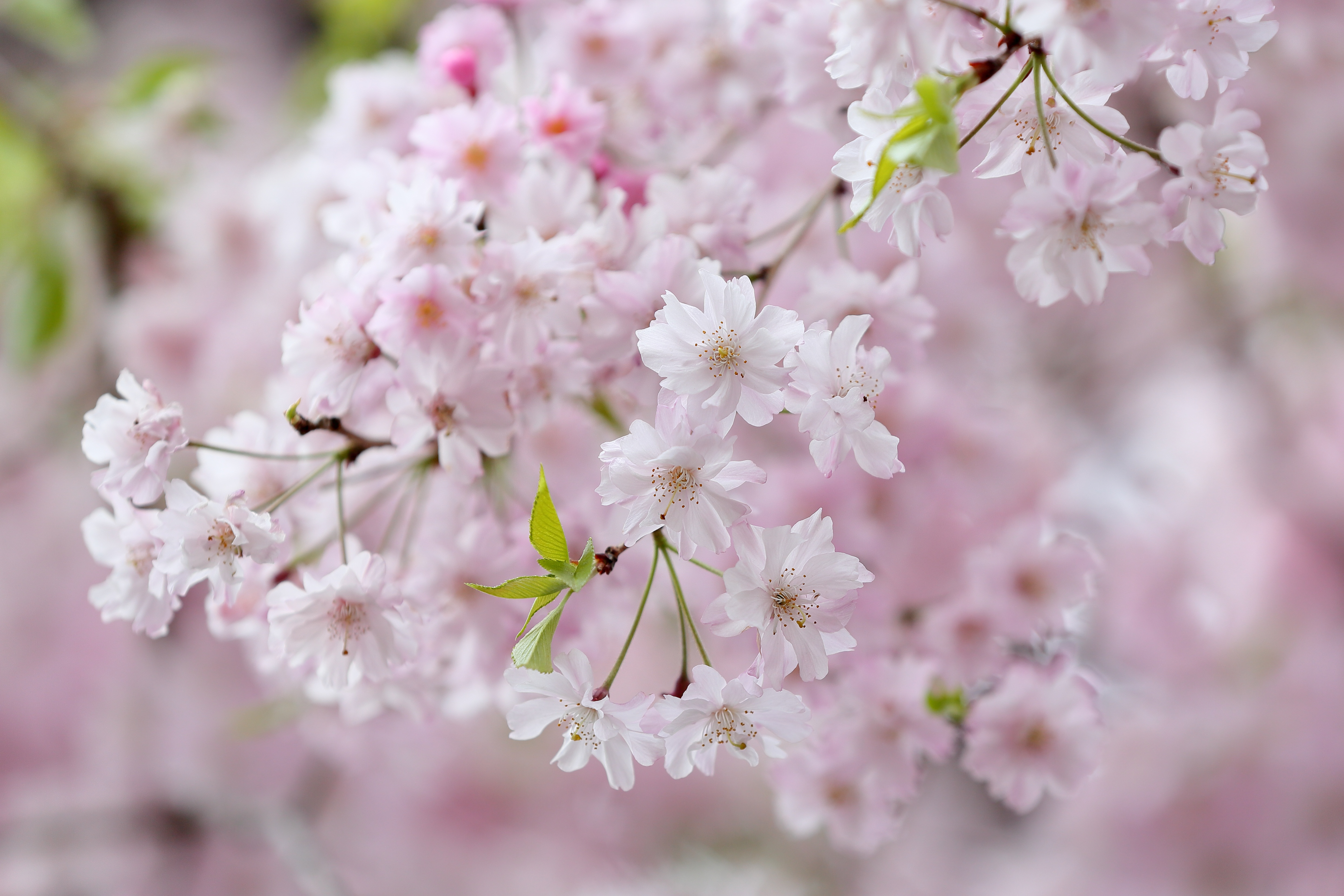 Нежная сакура. Весенние цветы. Цветущая вишня. Нежные весенние цветы. Цветы Сакуры.