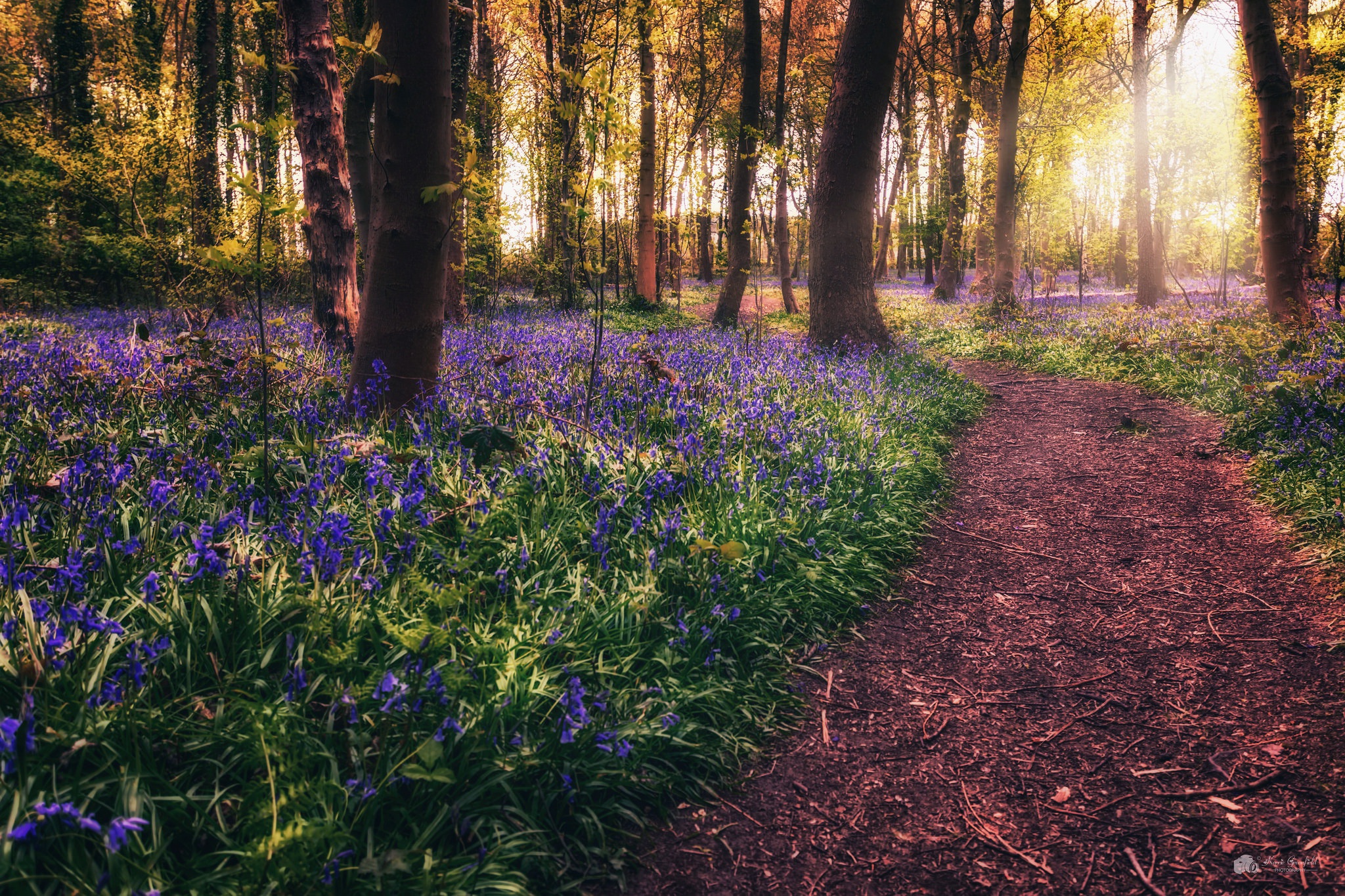 Обои цветы, деревья, лес, тропинка, весна, flowers, trees, forest, path, spring разрешение 2048x1365 Загрузить