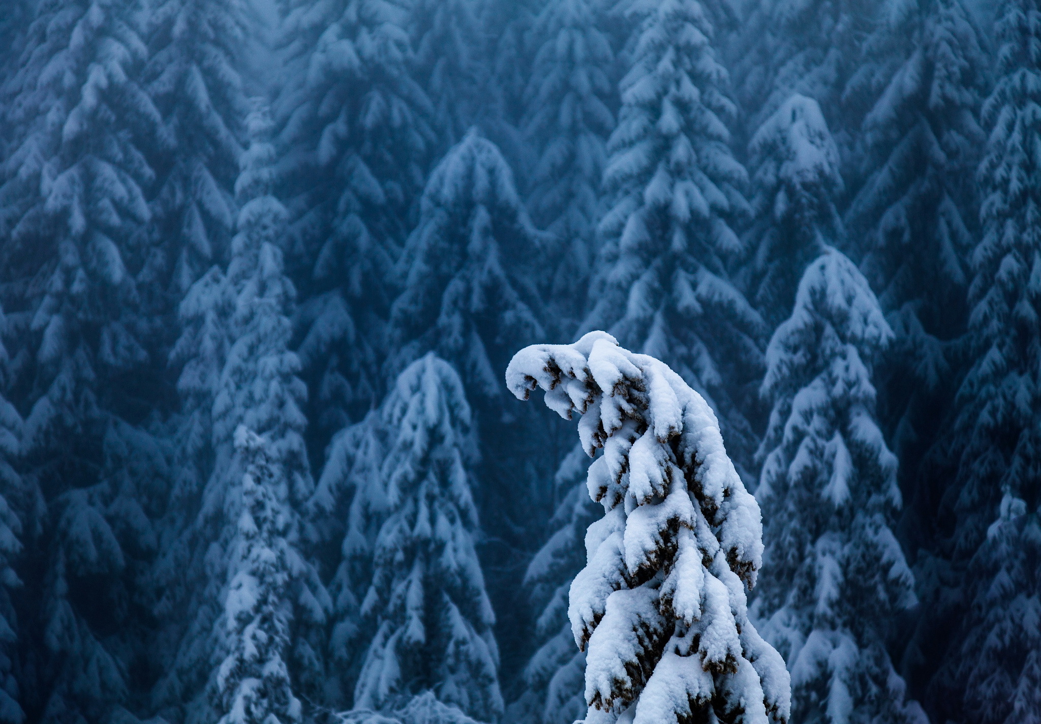 Зимний лес верхушки