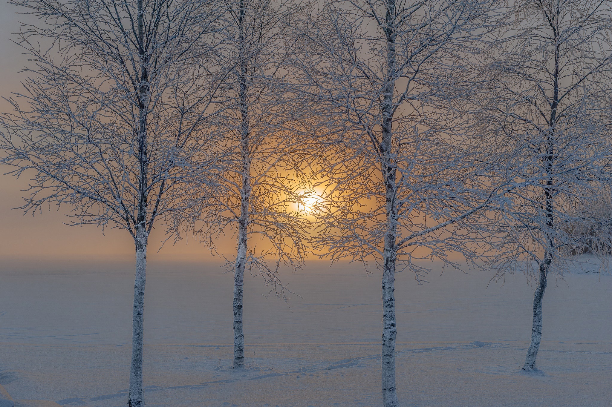 Солнце зимою слова. Иней на деревьях. Зима солнце. Деревья в инее и солнце. Солнце светит зимой.