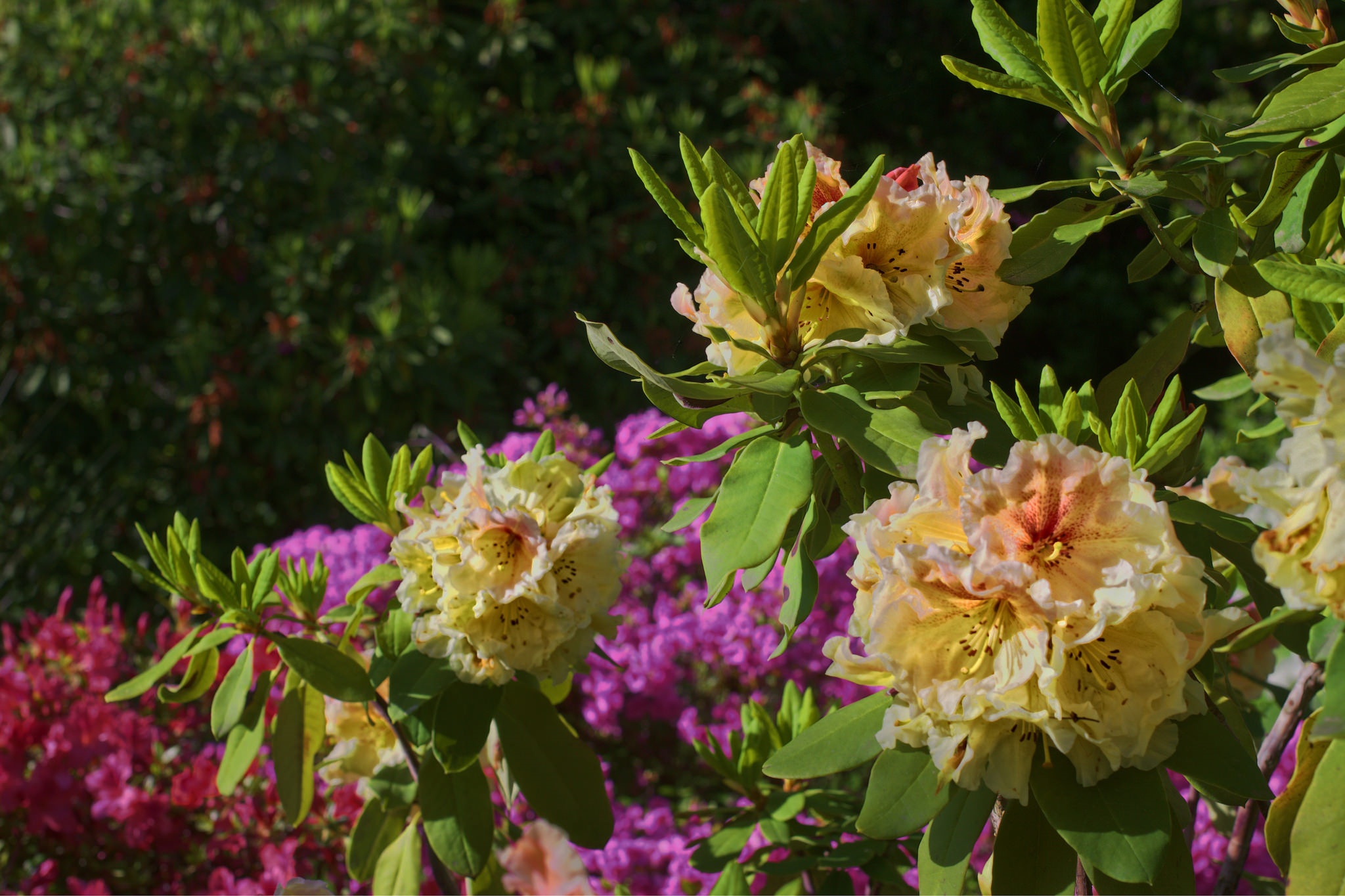 Обои цветы, листья, куст, азалия, рододендрон, flowers, leaves, bush, azalea, rhododendron разрешение 2048x1364 Загрузить