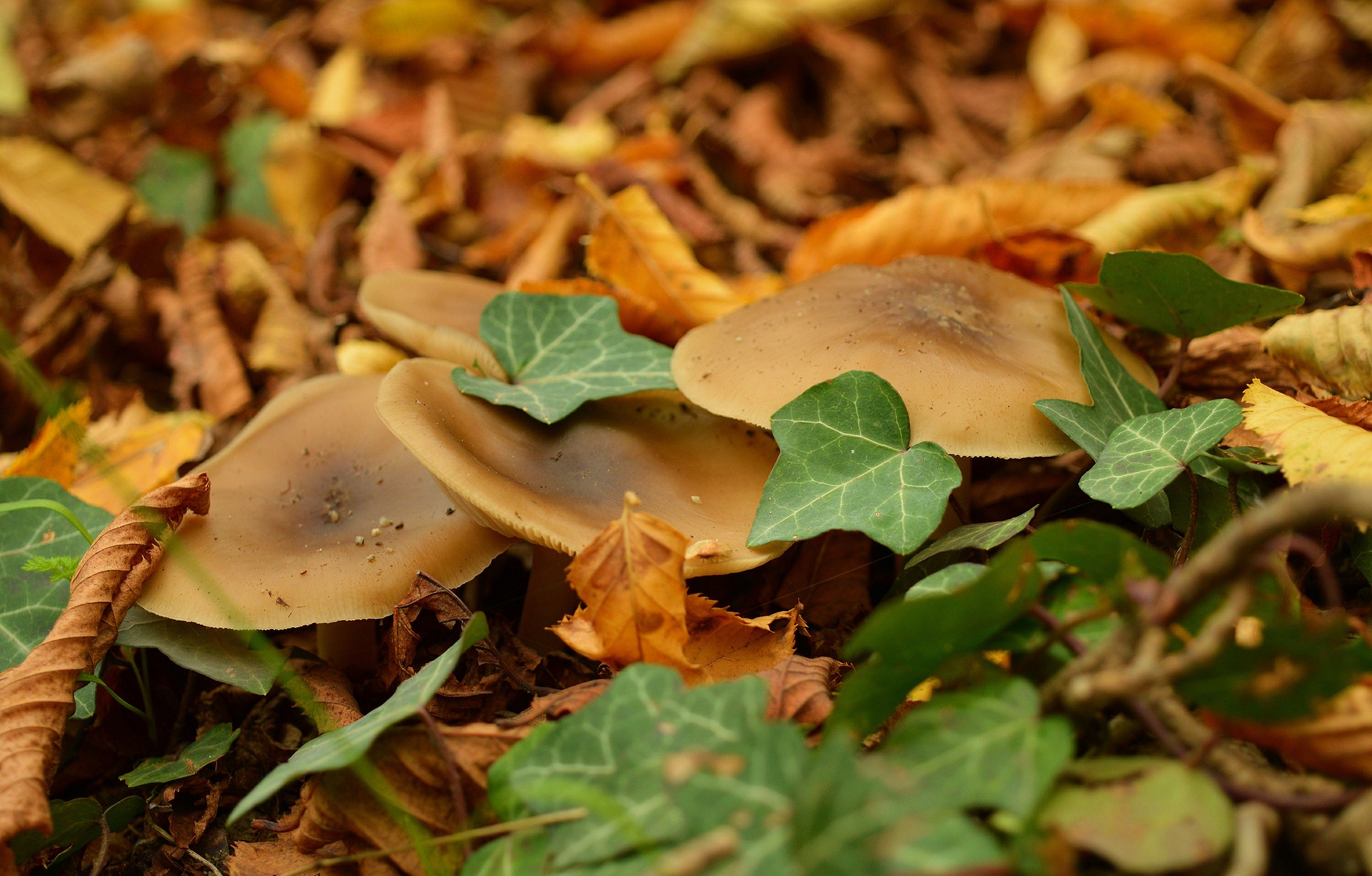 1 mushrooms to gather in autumn. Осенние грибы. Грибы в листве. Липкие осенние грибы. Гриб с листочком.