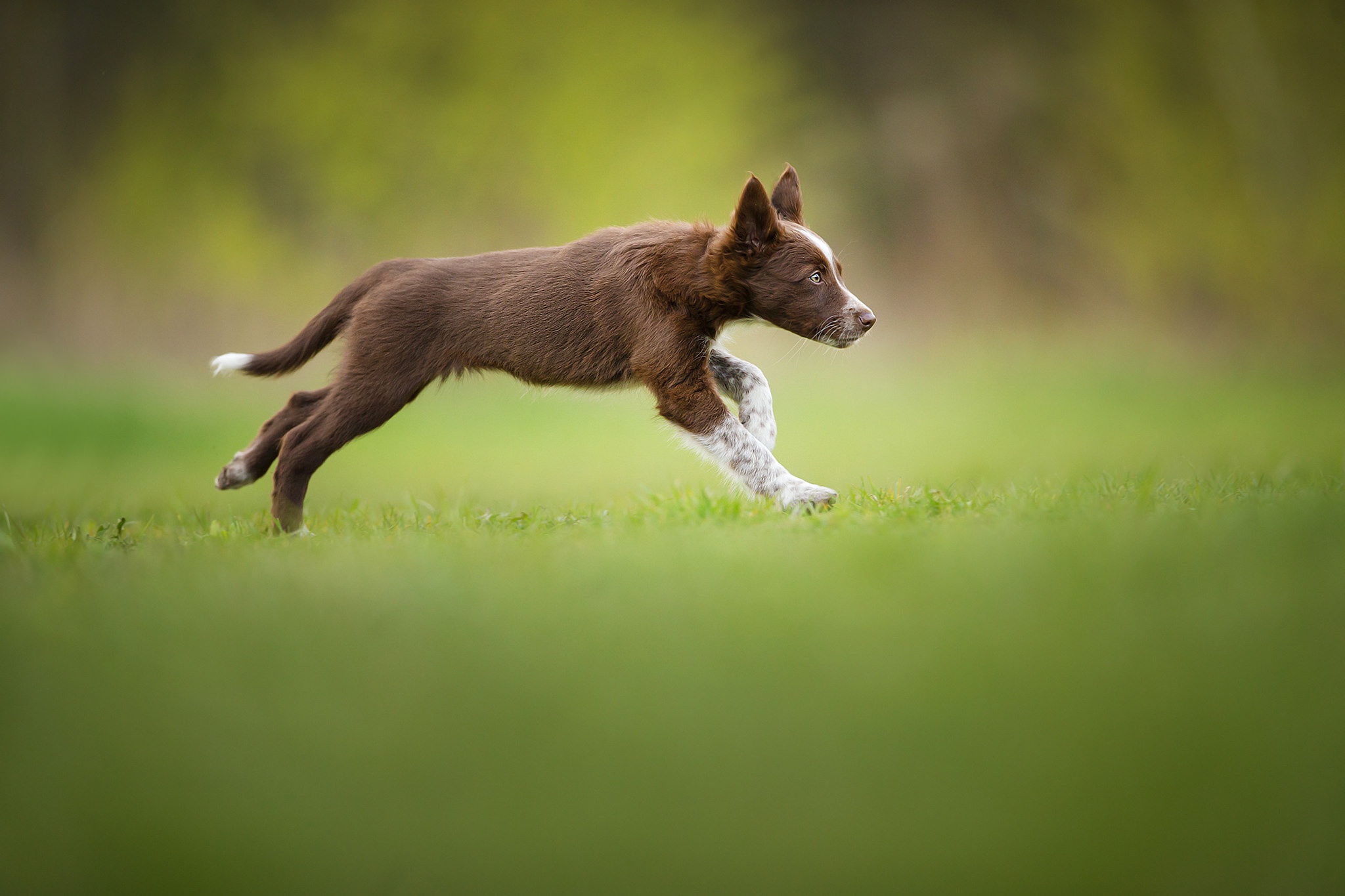 Dog is running