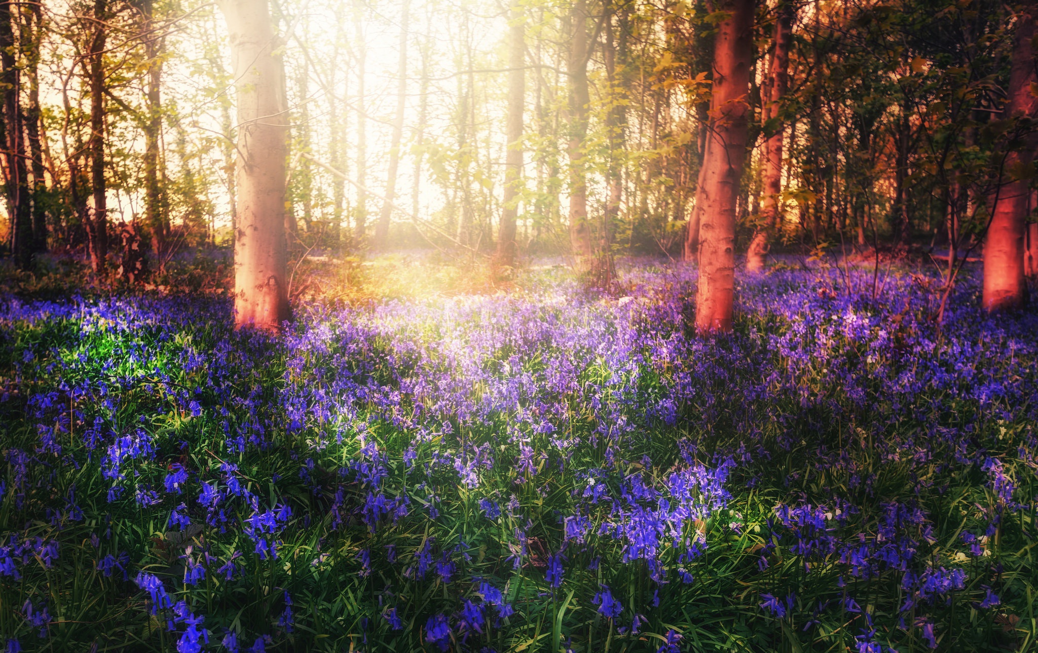 Обои свет, цветы, деревья, лес, весна, light, flowers, trees, forest, spring разрешение 2048x1289 Загрузить