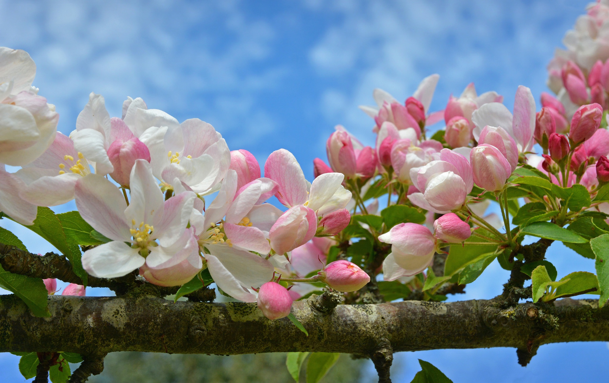 Яблони цветут весной. Яблоня макинтош цветение. Яблони в цвету. Цветущие деревья весной. Цветущие ветки яблони.