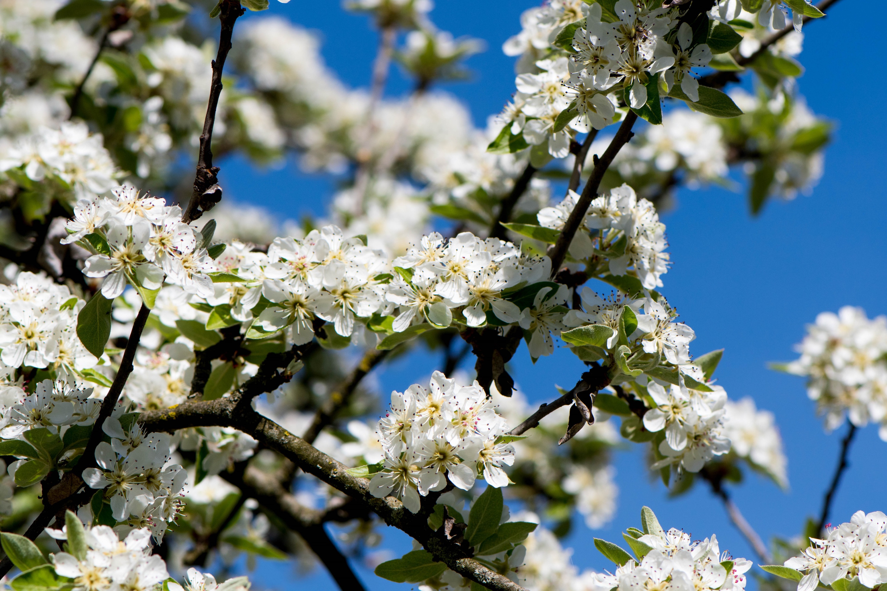 Обои небо, ветка, дерево, цветение, весна, вишня, the sky, branch, tree, flowering, spring, cherry разрешение 3000x2000 Загрузить