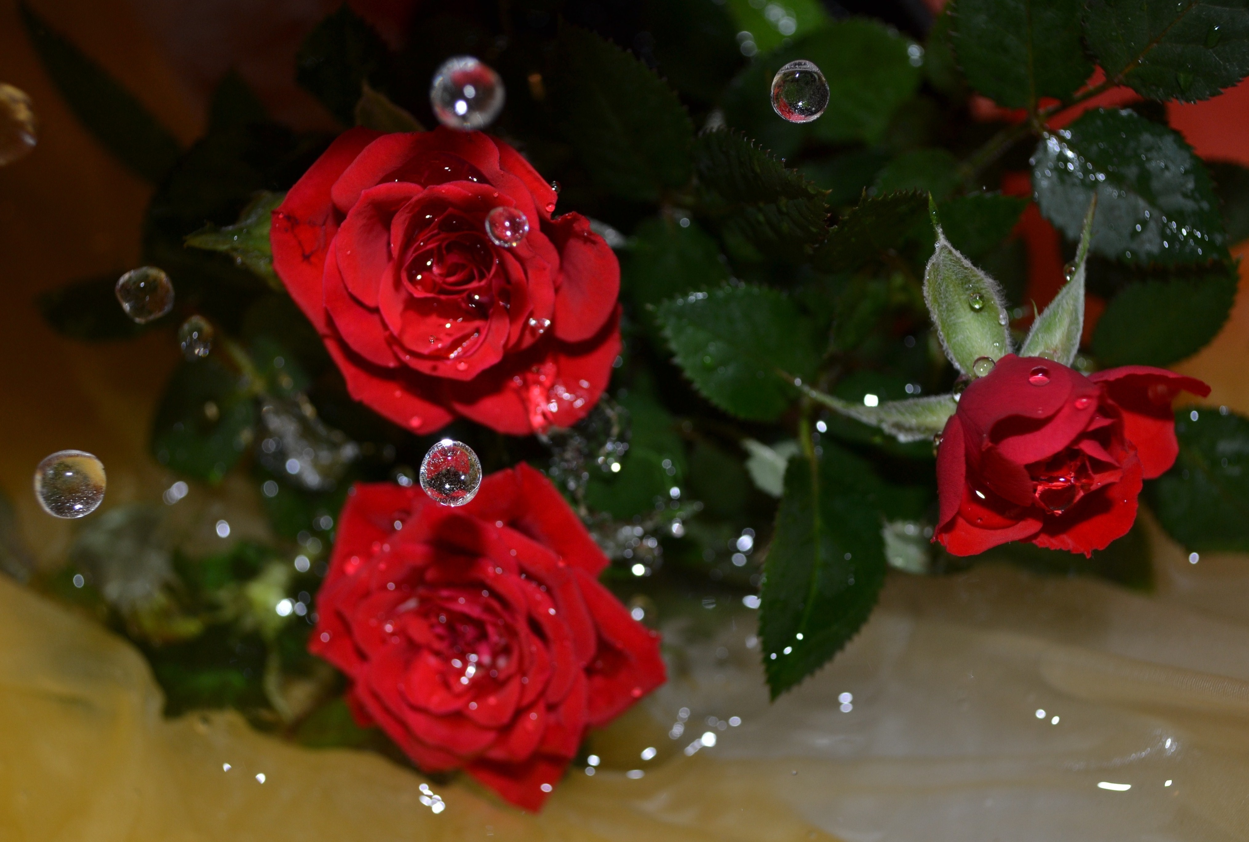 Живые открытки на телефон. Шикарные цветы. Красивые розы. Красивые живые розы. Красные розы.