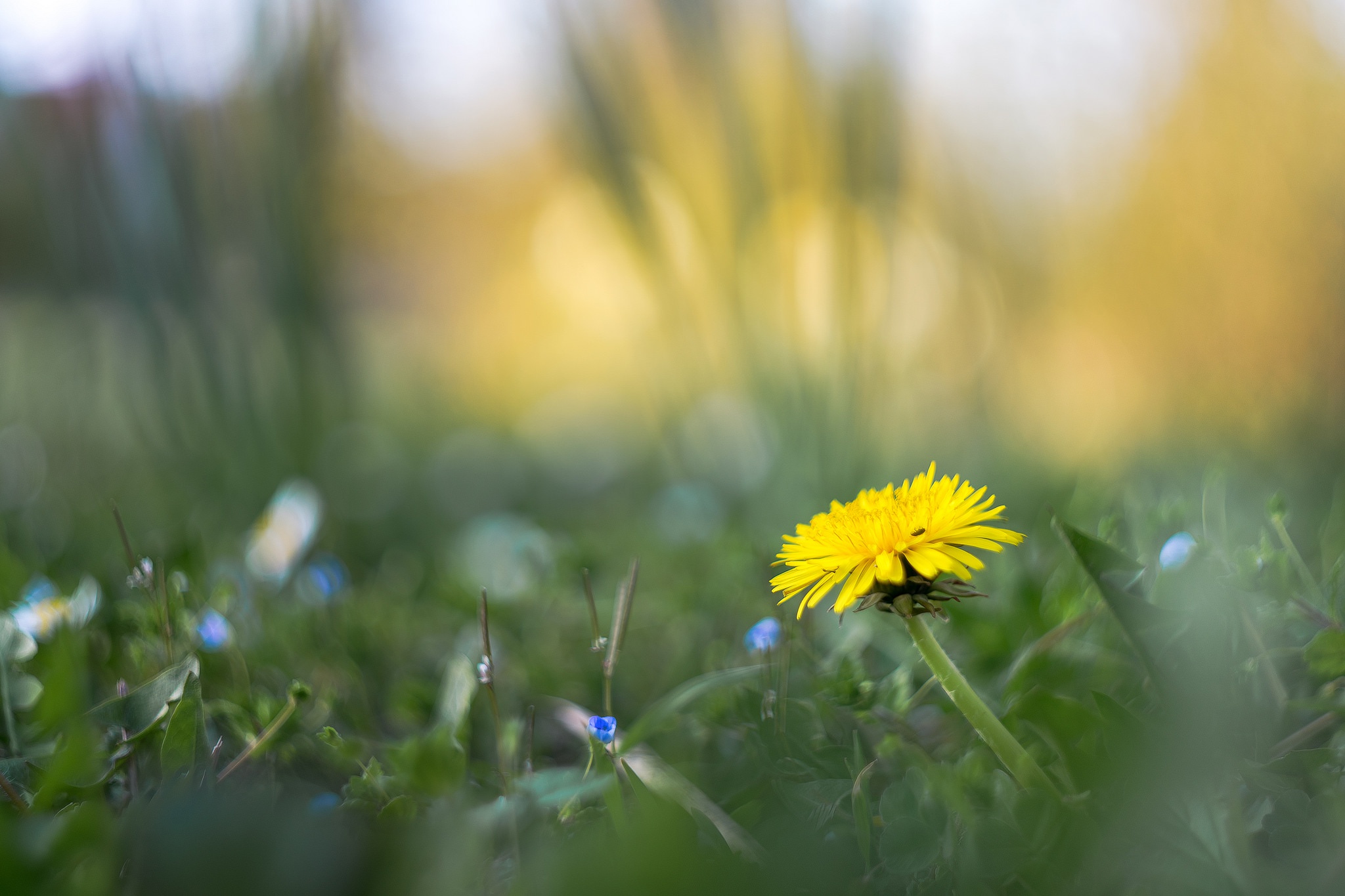 Обои цветы, трава, размытость, весна, одуванчик, flowers, grass, blur, spring, dandelion разрешение 2048x1365 Загрузить