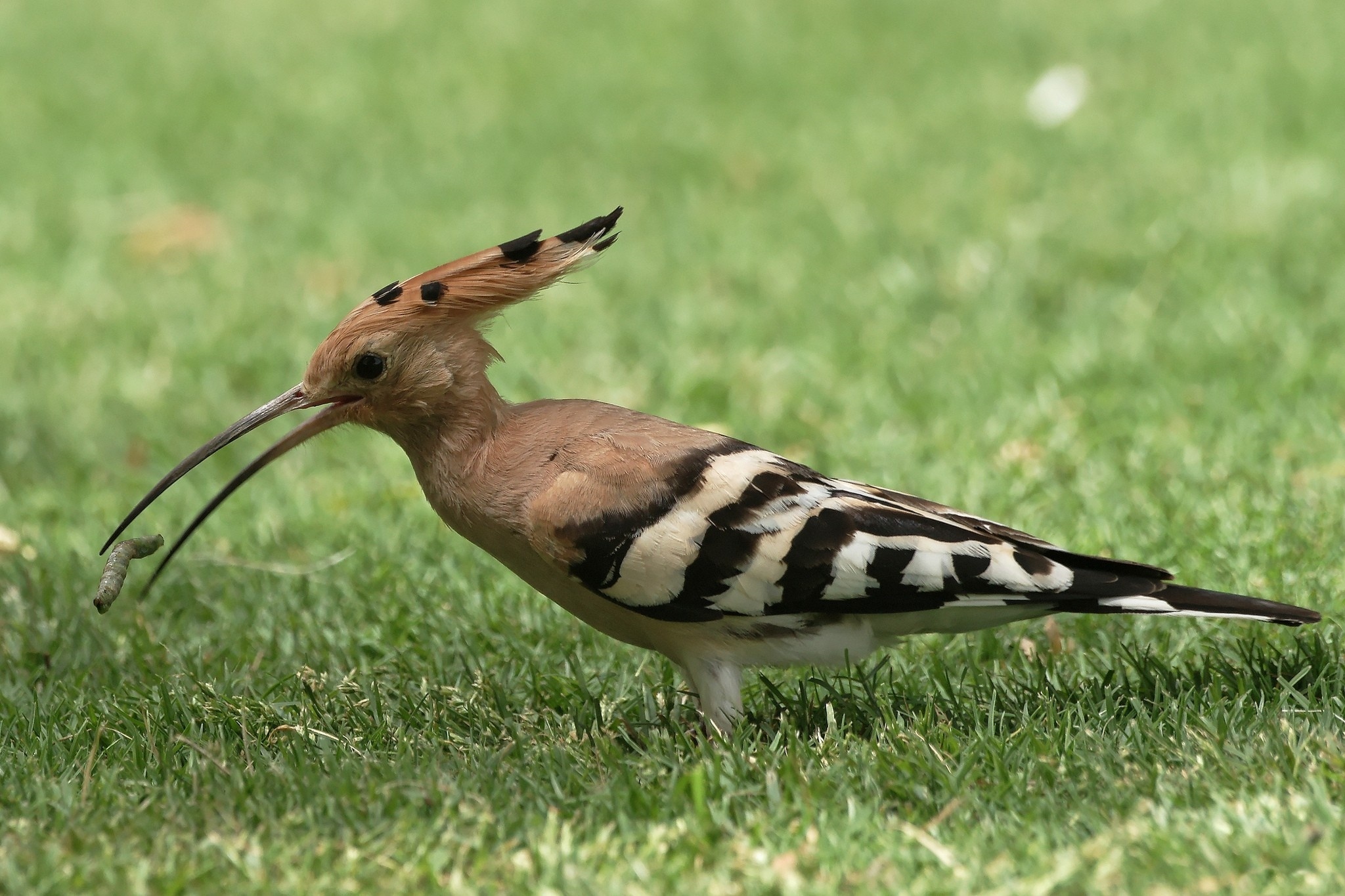 Обои трава, животные, птица, клюв, перья, удод, grass, animals, bird, beak, feathers, hoopoe разрешение 2048x1365 Загрузить