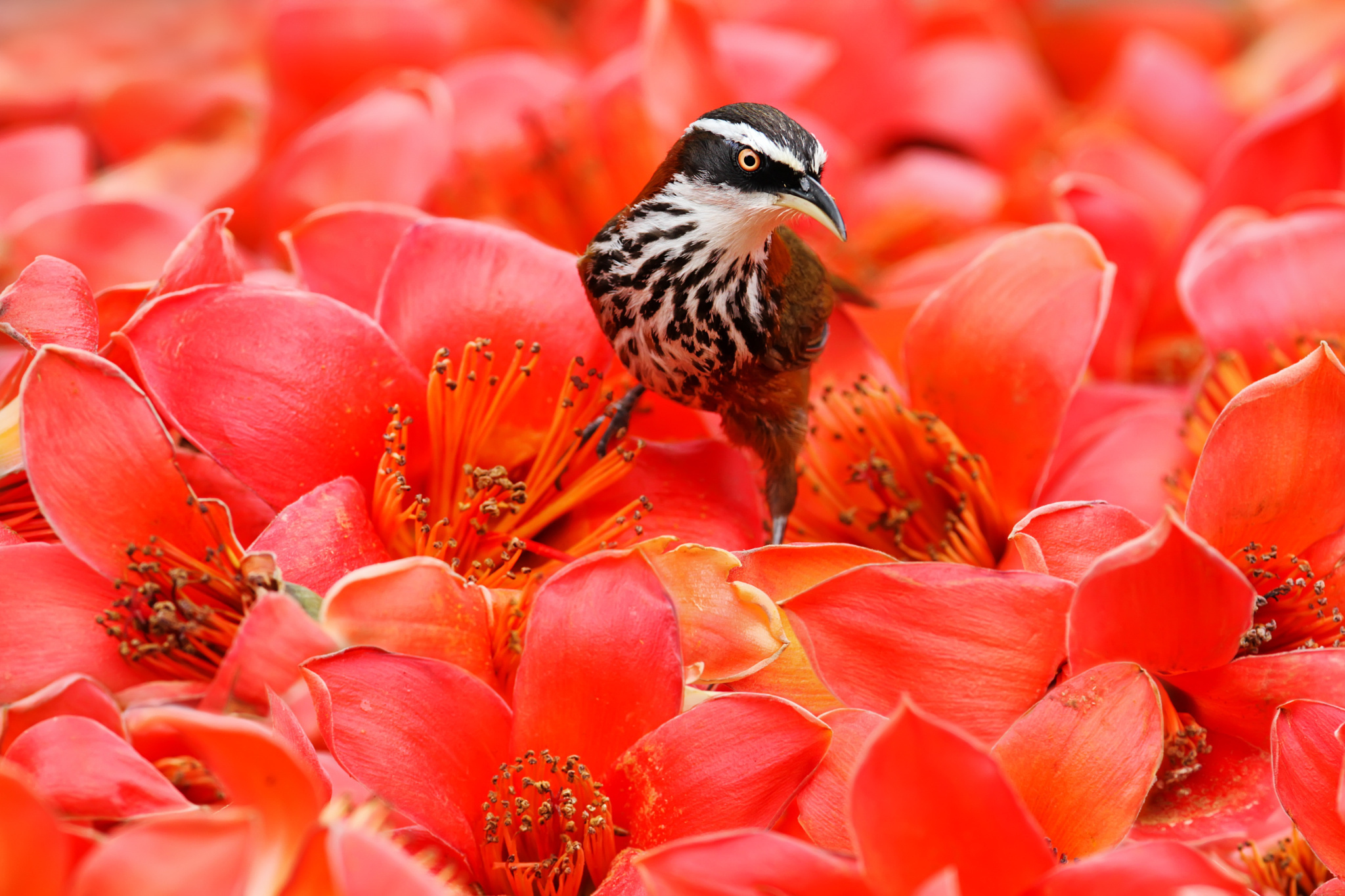 Обои цветы, птица, клюв, перья, flowers, bird, beak, feathers разрешение 2048x1365 Загрузить