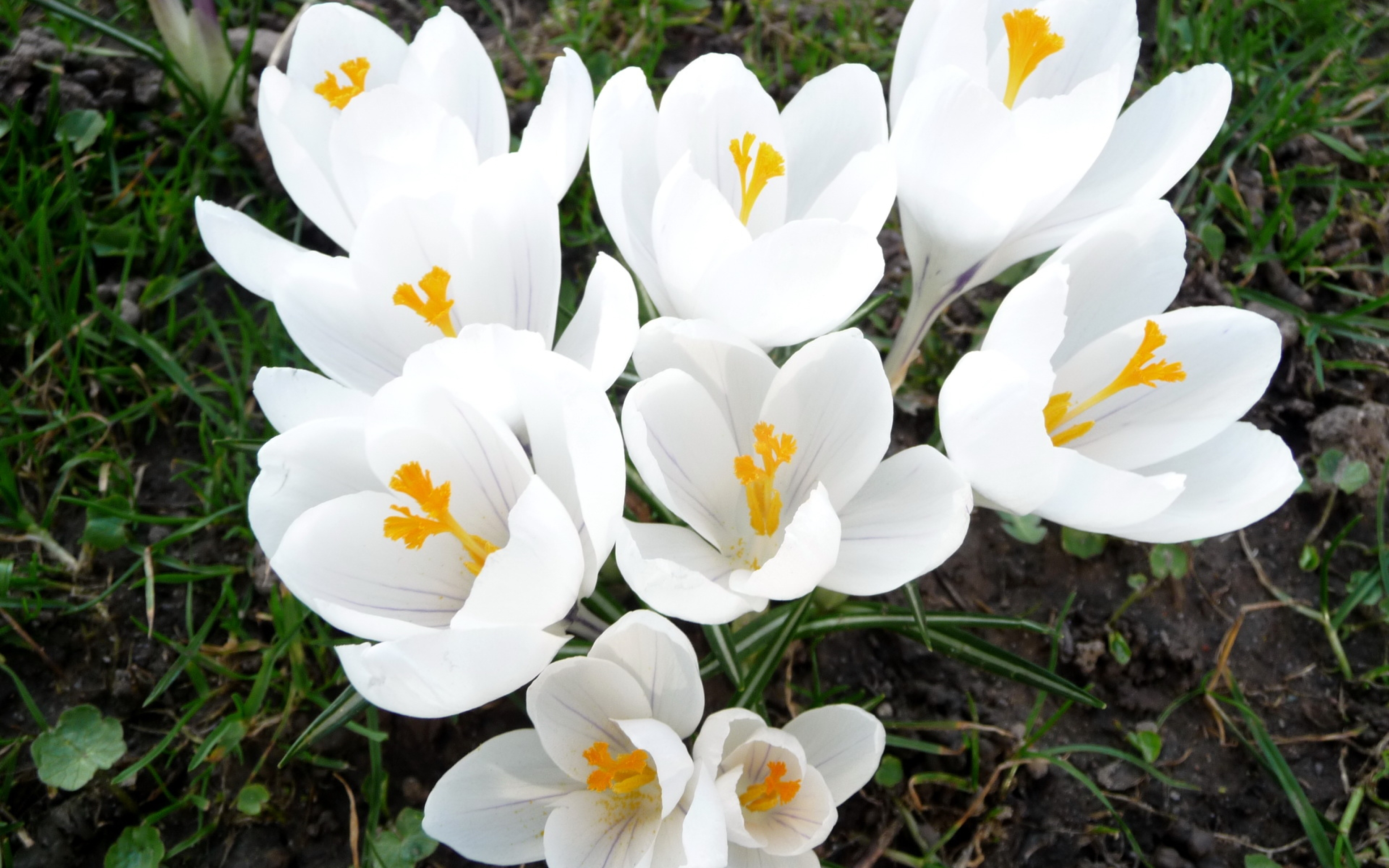 Что в переводе означает слово крокус. Крокус Шафран весенний. Крокус Crocus speciosus. Первоцветы крокусы. Крокус Шафран цветок.